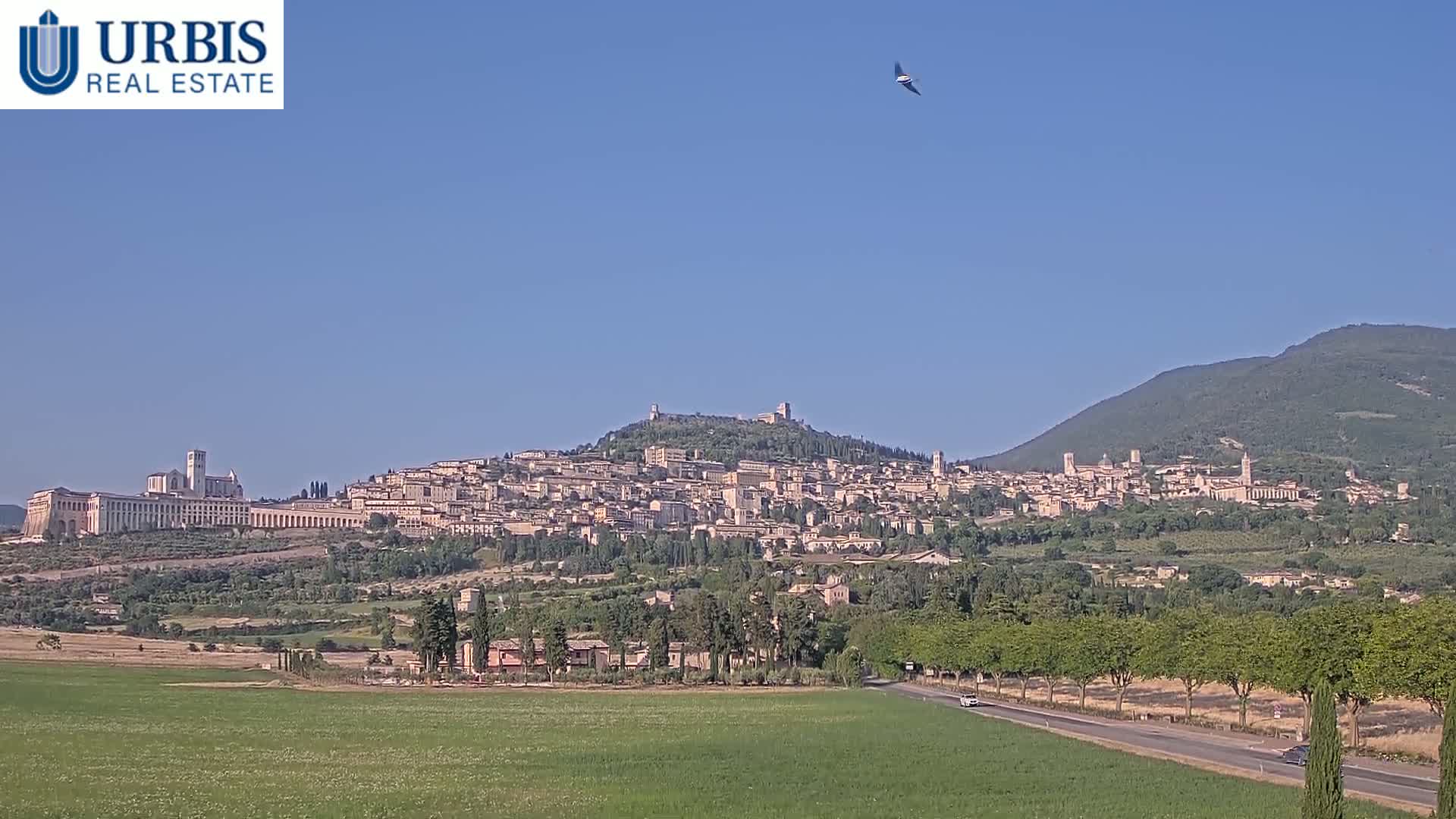 A hilltop town, possibly Assisi, is seen from afar on a clear, sunny day, with a bird in flight above and a road leading to the base of the hill.
