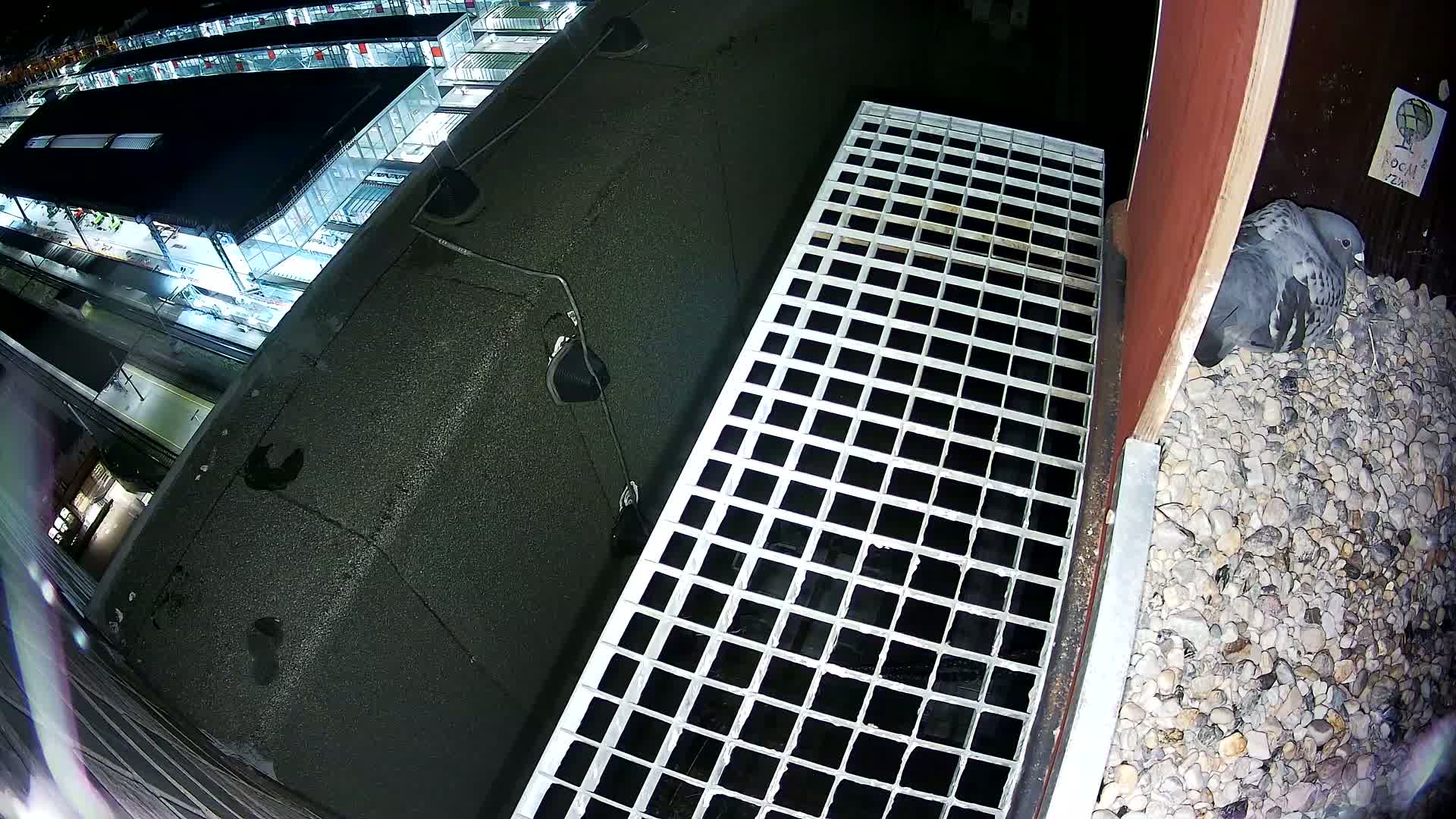 A pigeon rests on a bed of gravel next to a metal grate overlooking a dark, nighttime cityscape.