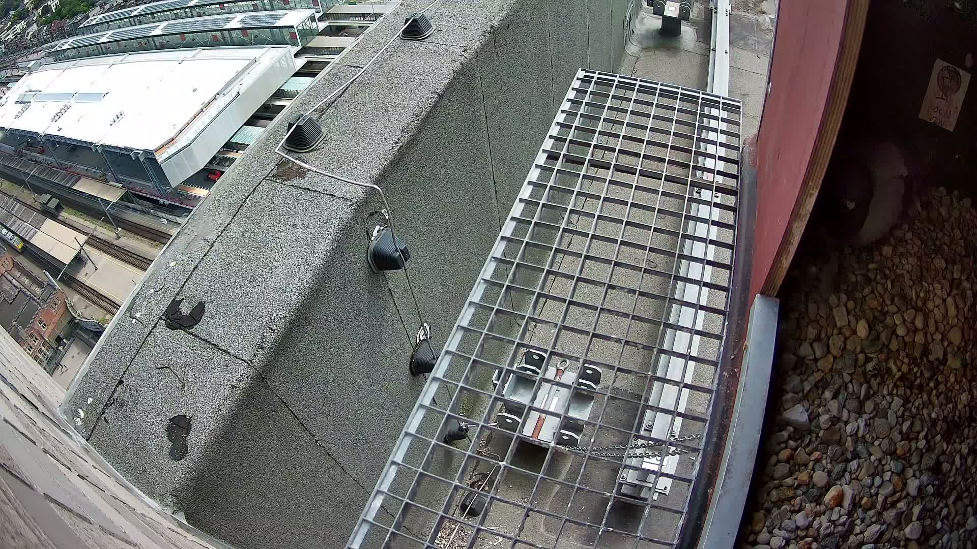 Gent, Sint Pieters Railway Station & Virginie Lovelingge bouw (Virginie Loveling building) Outside Bird Nest Live Cam - Gent (Ghend-Gand), East Flanders (Flandre-Orientale), Flemish (Flamande), Belgium