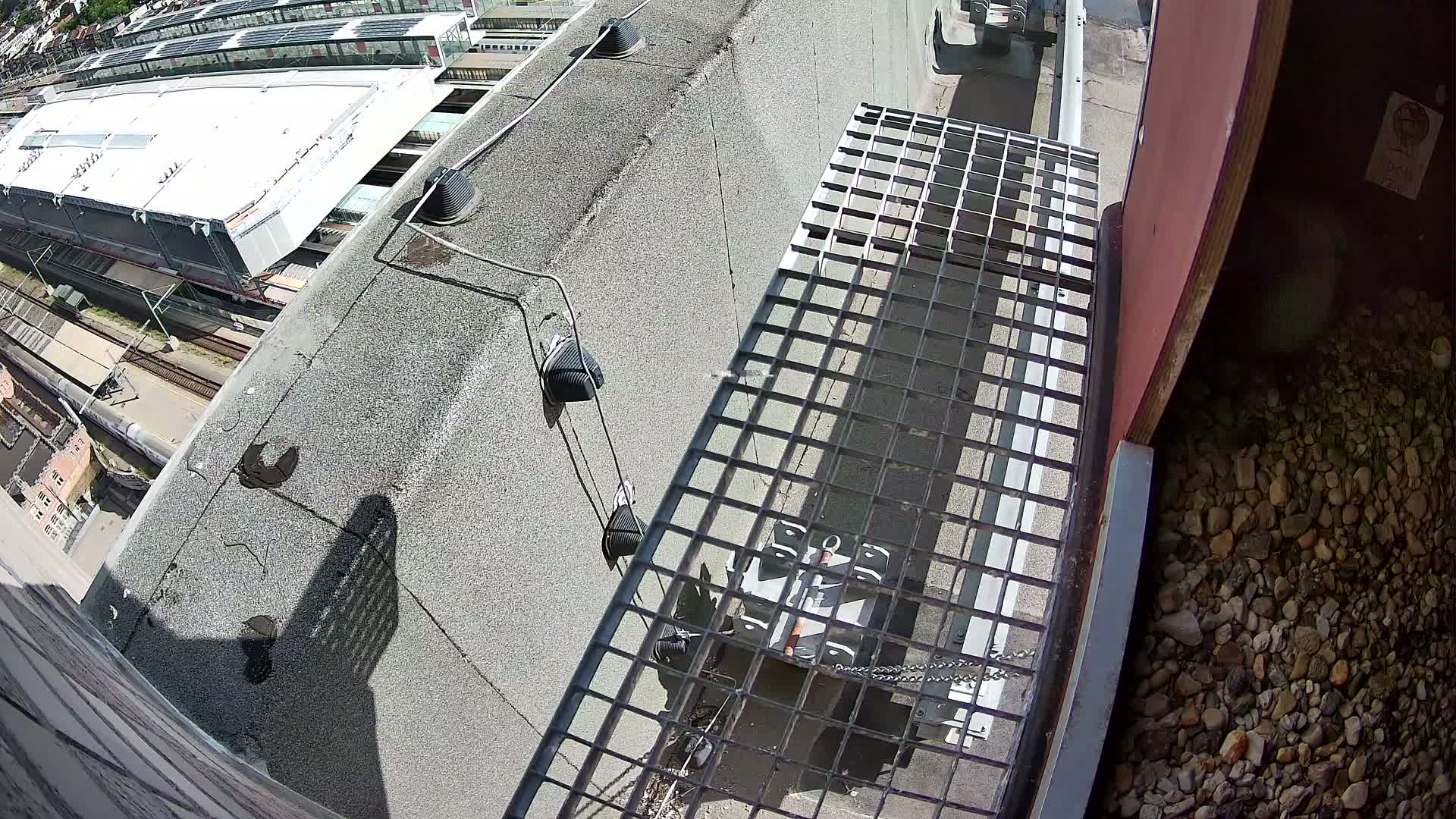 Gent, Sint Pieters Railway Station & Virginie Lovelingge bouw (Virginie Loveling building) Outside Bird Nest Live Cam - Gent (Ghend-Gand), East Flanders (Flandre-Orientale), Flemish (Flamande), Belgium