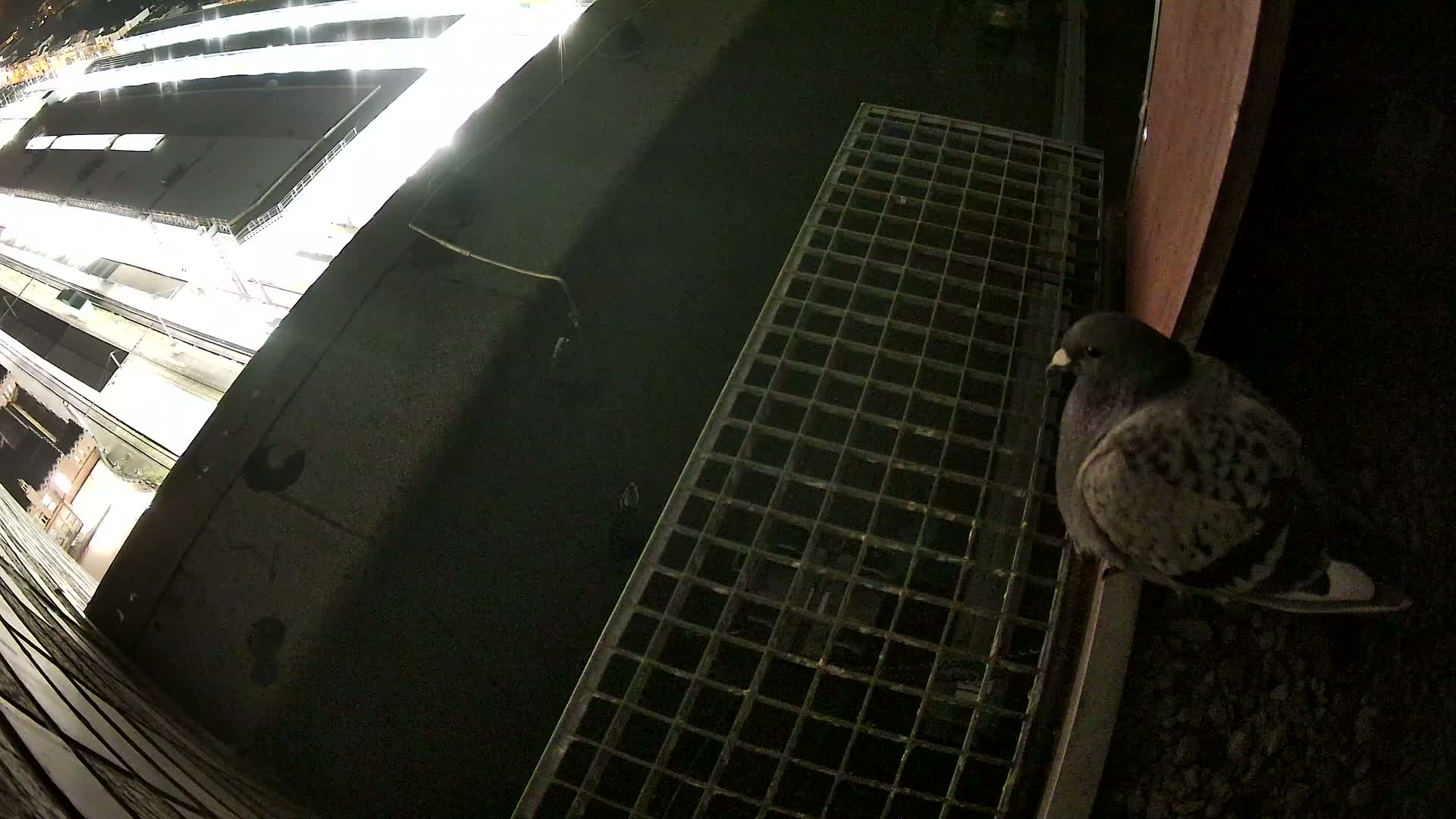 A pigeon rests on a bed of gravel next to a metal grate overlooking a dark, nighttime cityscape.