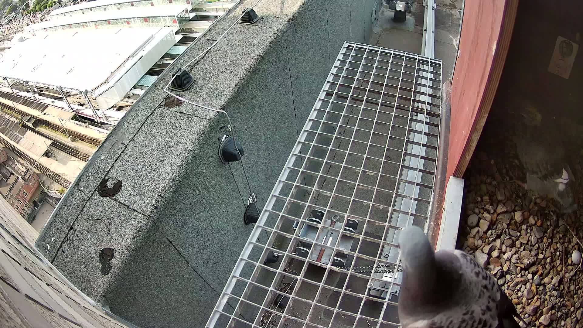 A peregrine falcon is perched at the edge of its nest, overlooking a metal grate and a train station below on a sunny day.