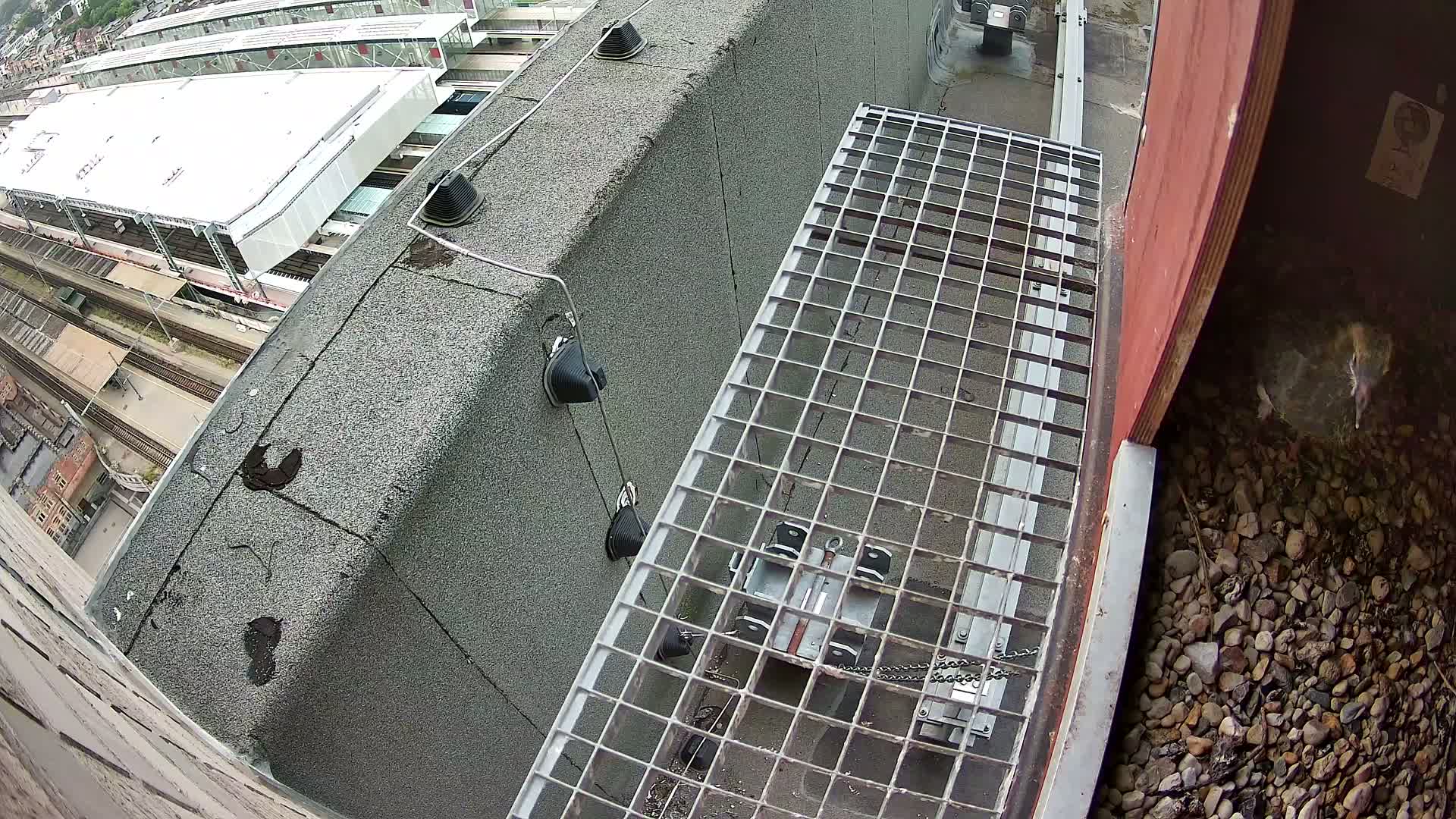 Gent, Sint Pieters Railway Station & Virginie Lovelingge bouw (Virginie Loveling building) Outside Bird Nest Live Cam - Gent (Ghend-Gand), East Flanders (Flandre-Orientale), Flemish (Flamande), Belgium