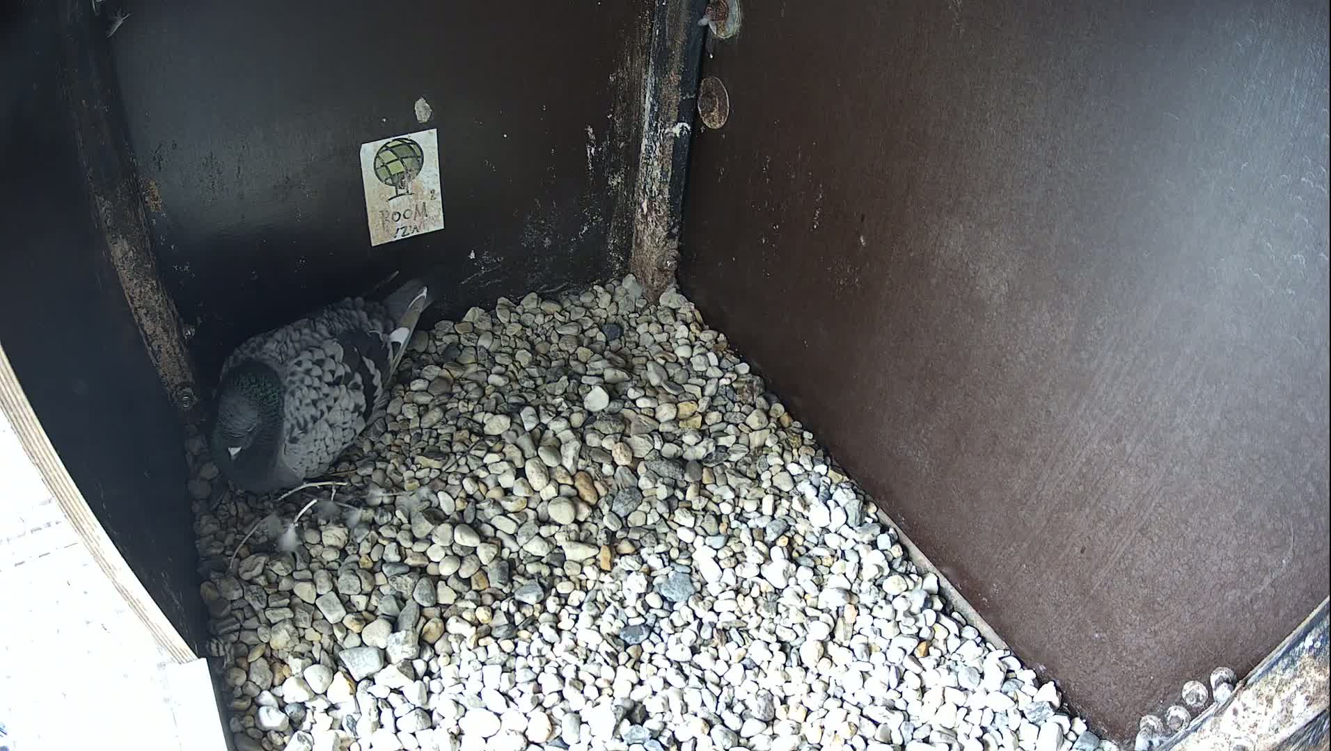 Virginie Lovelingge bouw (Virginie Loveling building) Inside Bird Nest Live Cam - Gent (Ghend-Gand), East Flanders (Flandre-Orientale), Flemish (Flamande), Belgium