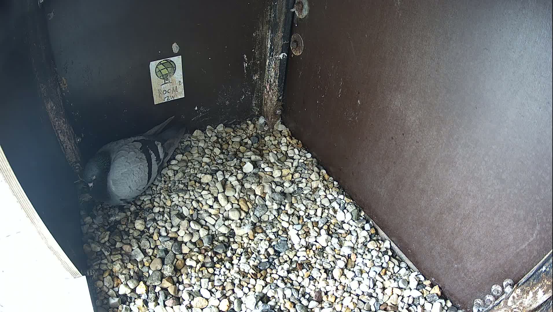 Virginie Lovelingge bouw (Virginie Loveling building) Inside Bird Nest Live Cam - Gent (Ghend-Gand), East Flanders (Flandre-Orientale), Flemish (Flamande), Belgium