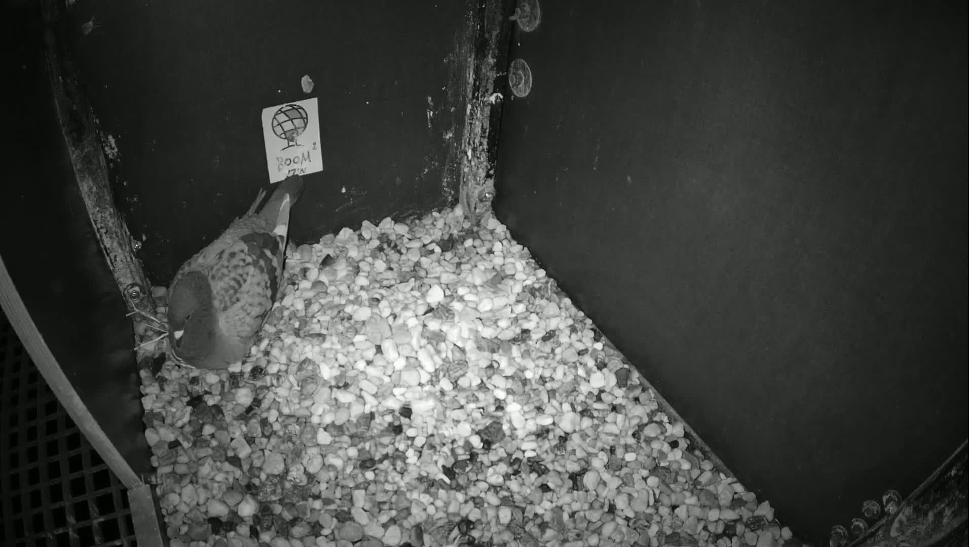 Virginie Lovelingge bouw (Virginie Loveling building) Inside Bird Nest Live Cam - Gent (Ghend-Gand), East Flanders (Flandre-Orientale), Flemish (Flamande), Belgium