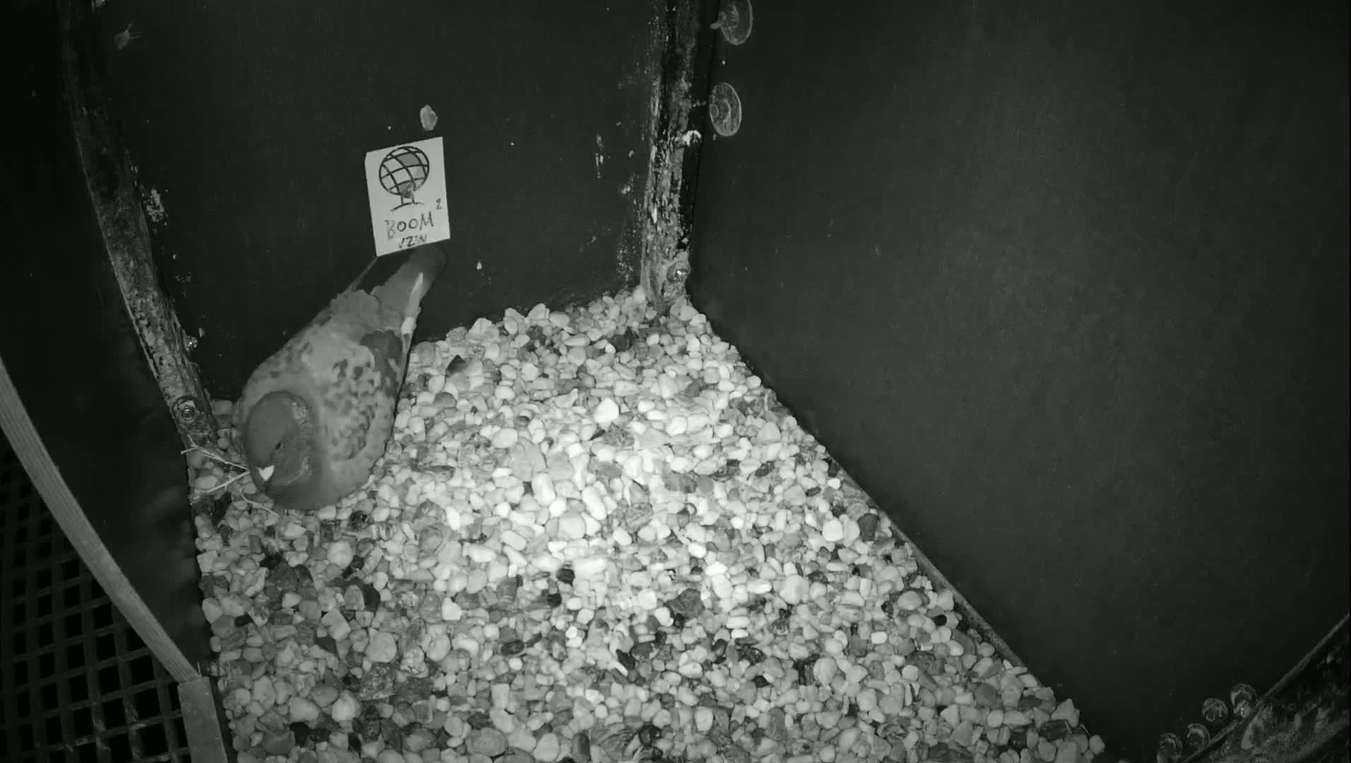 Virginie Lovelingge bouw (Virginie Loveling building) Inside Bird Nest Live Cam - Gent (Ghend-Gand), East Flanders (Flandre-Orientale), Flemish (Flamande), Belgium