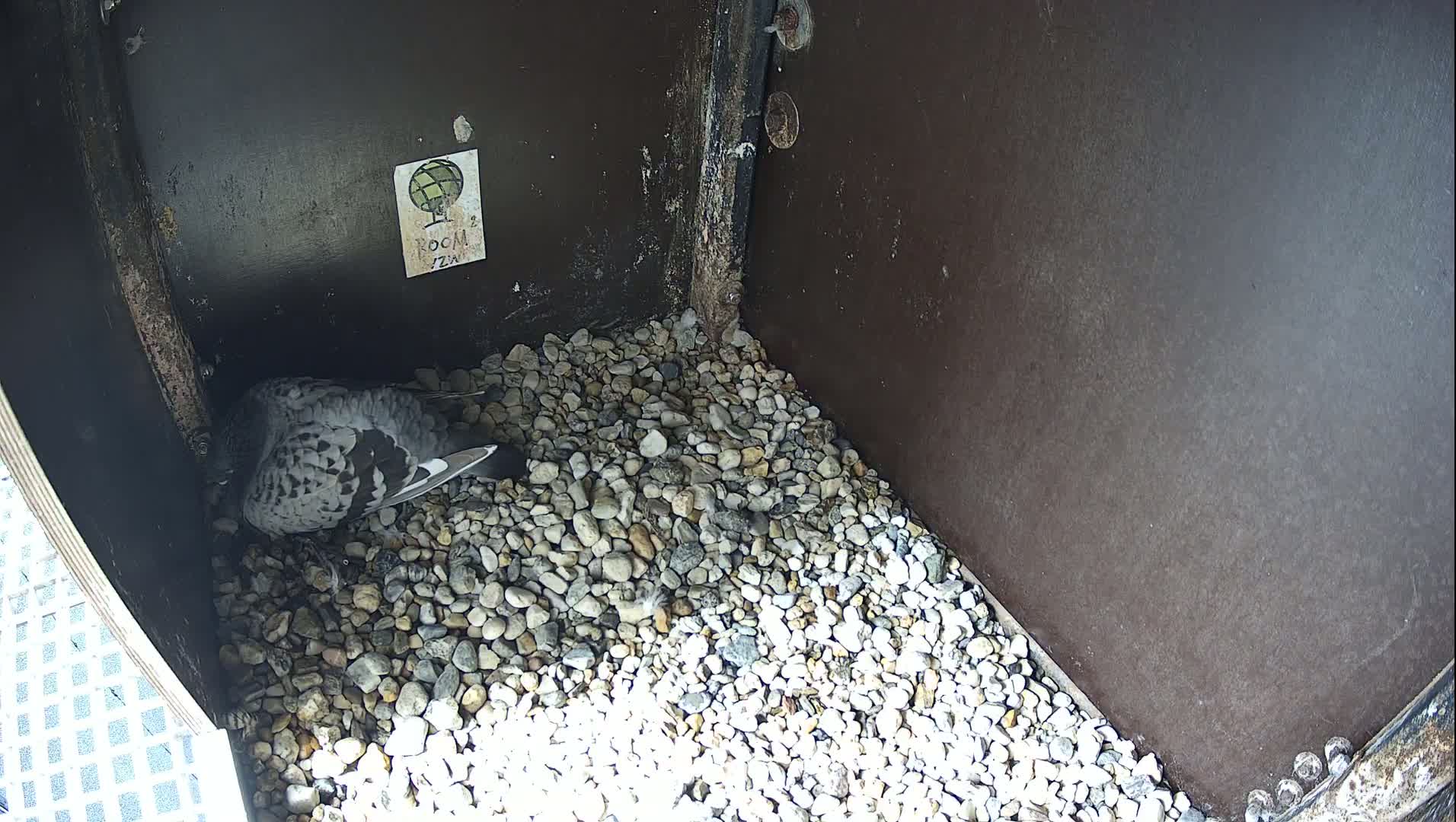 Virginie Lovelingge bouw (Virginie Loveling building) Inside Bird Nest Live Cam - Gent (Ghend-Gand), East Flanders (Flandre-Orientale), Flemish (Flamande), Belgium