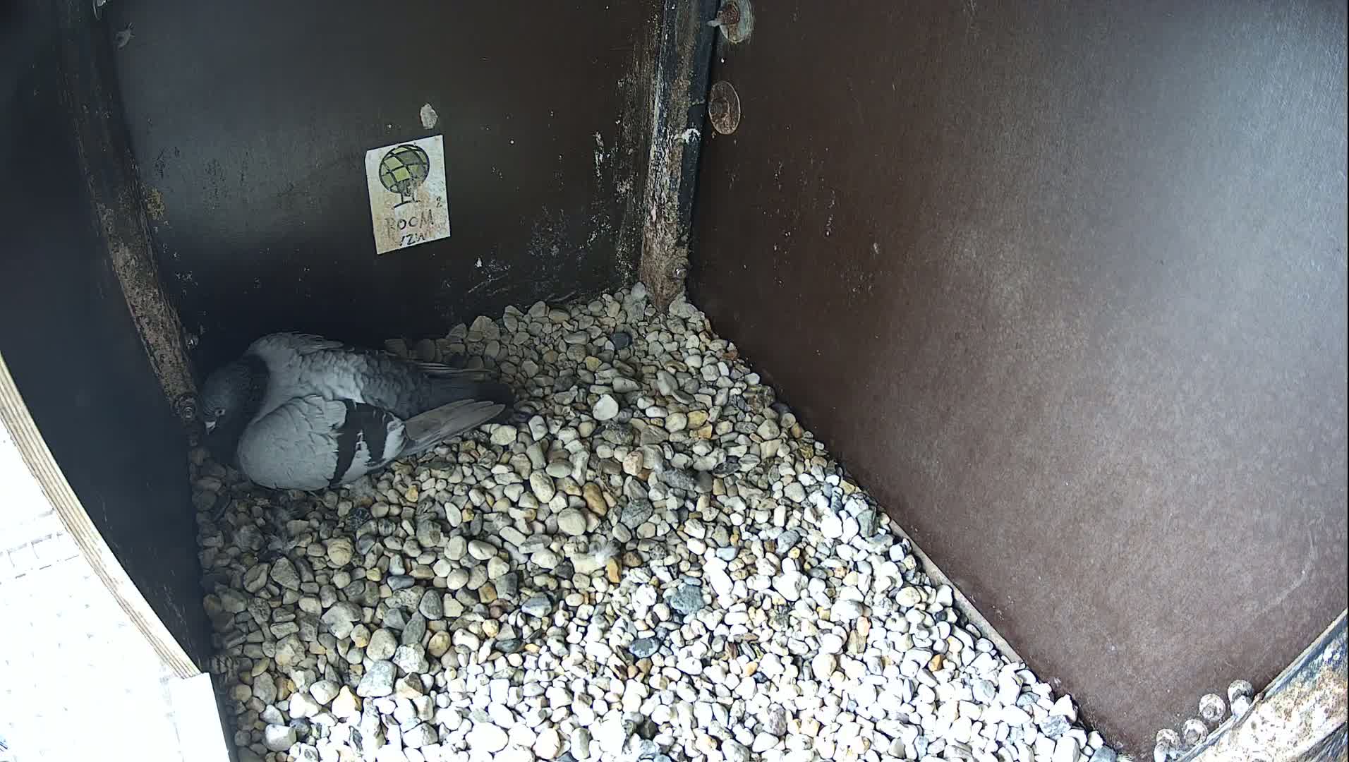 Virginie Lovelingge bouw (Virginie Loveling building) Inside Bird Nest Live Cam - Gent (Ghend-Gand), East Flanders (Flandre-Orientale), Flemish (Flamande), Belgium