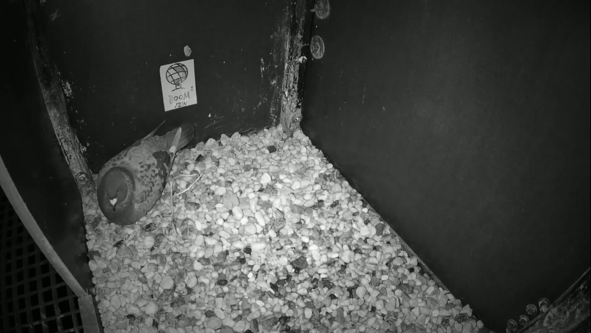 Virginie Lovelingge bouw (Virginie Loveling building) Inside Bird Nest Live Cam - Gent (Ghend-Gand), East Flanders (Flandre-Orientale), Flemish (Flamande), Belgium