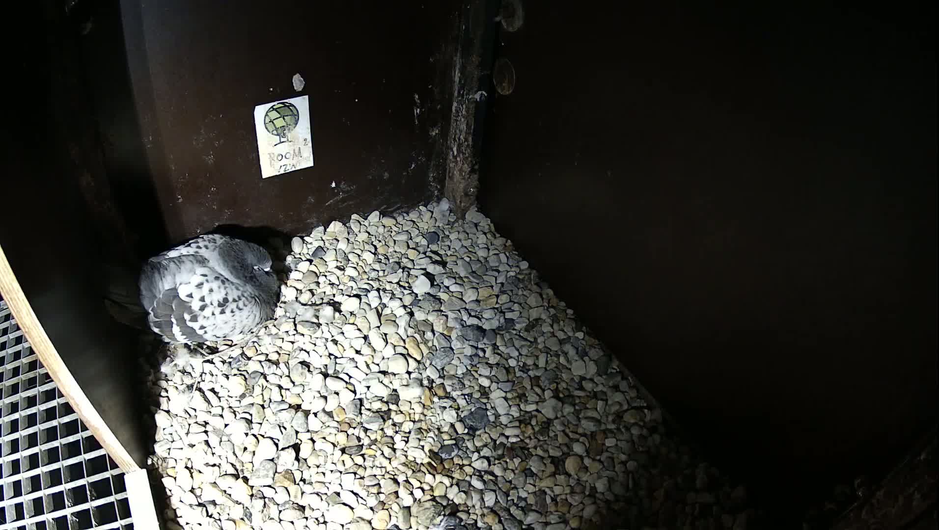 Virginie Lovelingge bouw (Virginie Loveling building) Inside Bird Nest Live Cam - Gent (Ghend-Gand), East Flanders (Flandre-Orientale), Flemish (Flamande), Belgium