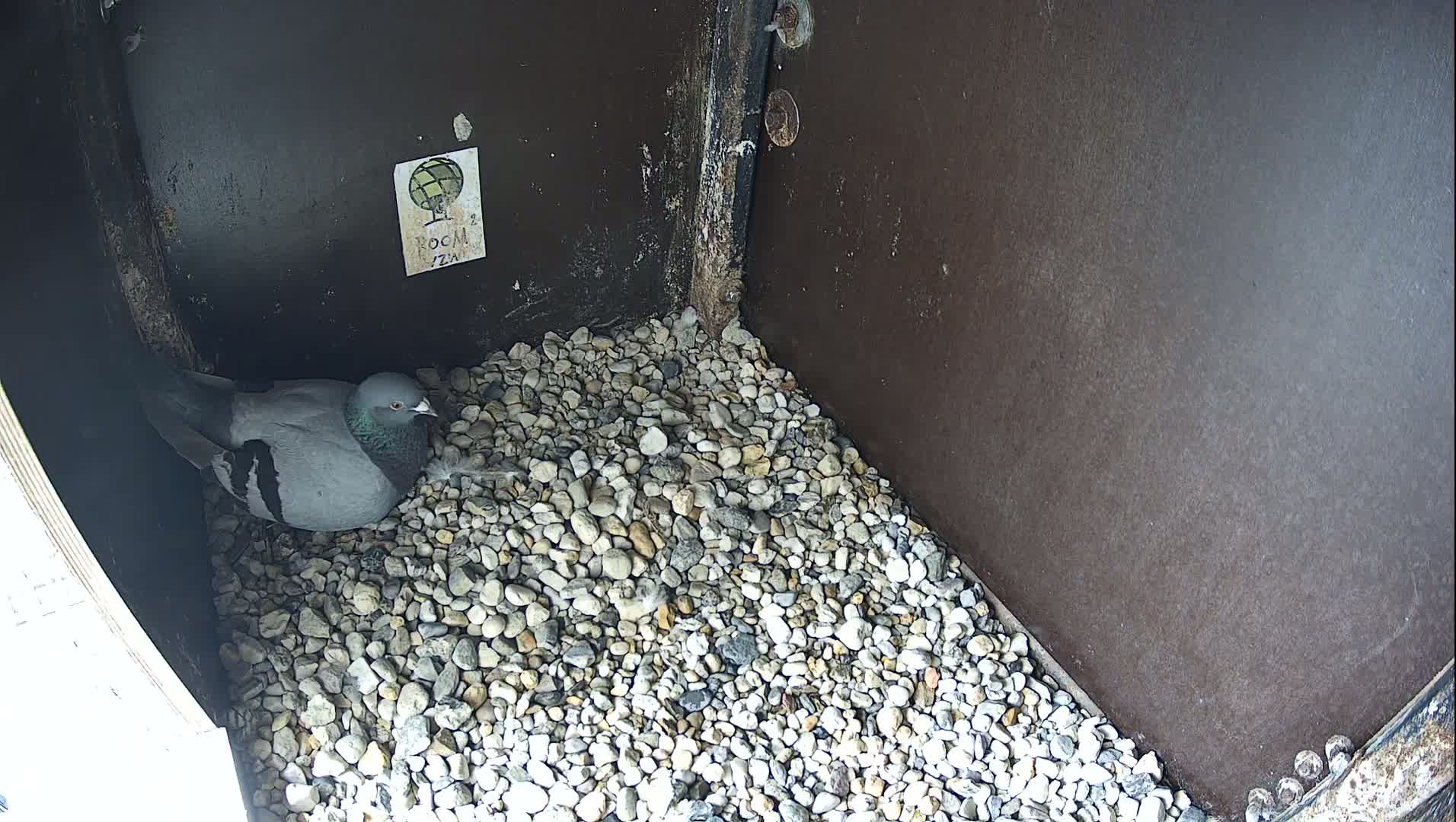 Virginie Lovelingge bouw (Virginie Loveling building) Inside Bird Nest Live Cam - Gent (Ghend-Gand), East Flanders (Flandre-Orientale), Flemish (Flamande), Belgium