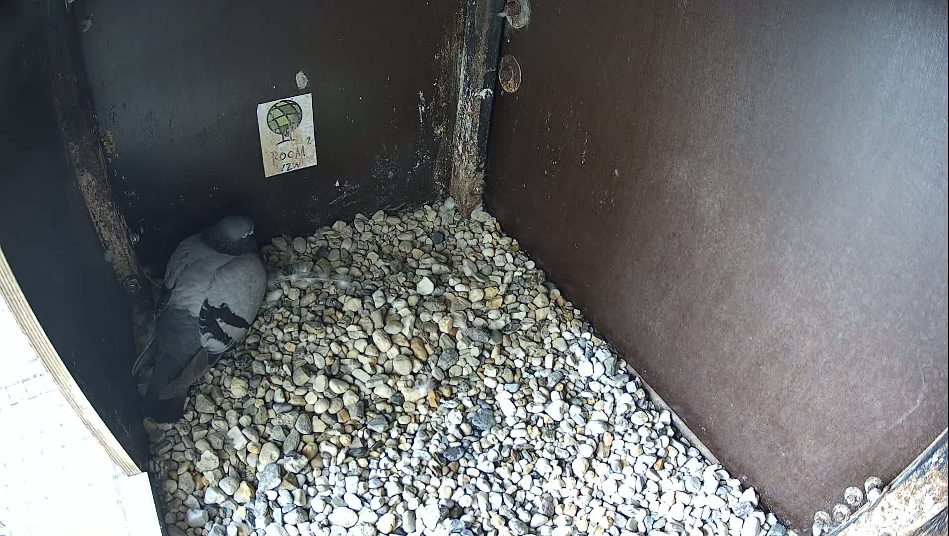 Virginie Lovelingge bouw (Virginie Loveling building) Inside Bird Nest Live Cam - Gent (Ghend-Gand), East Flanders (Flandre-Orientale), Flemish (Flamande), Belgium