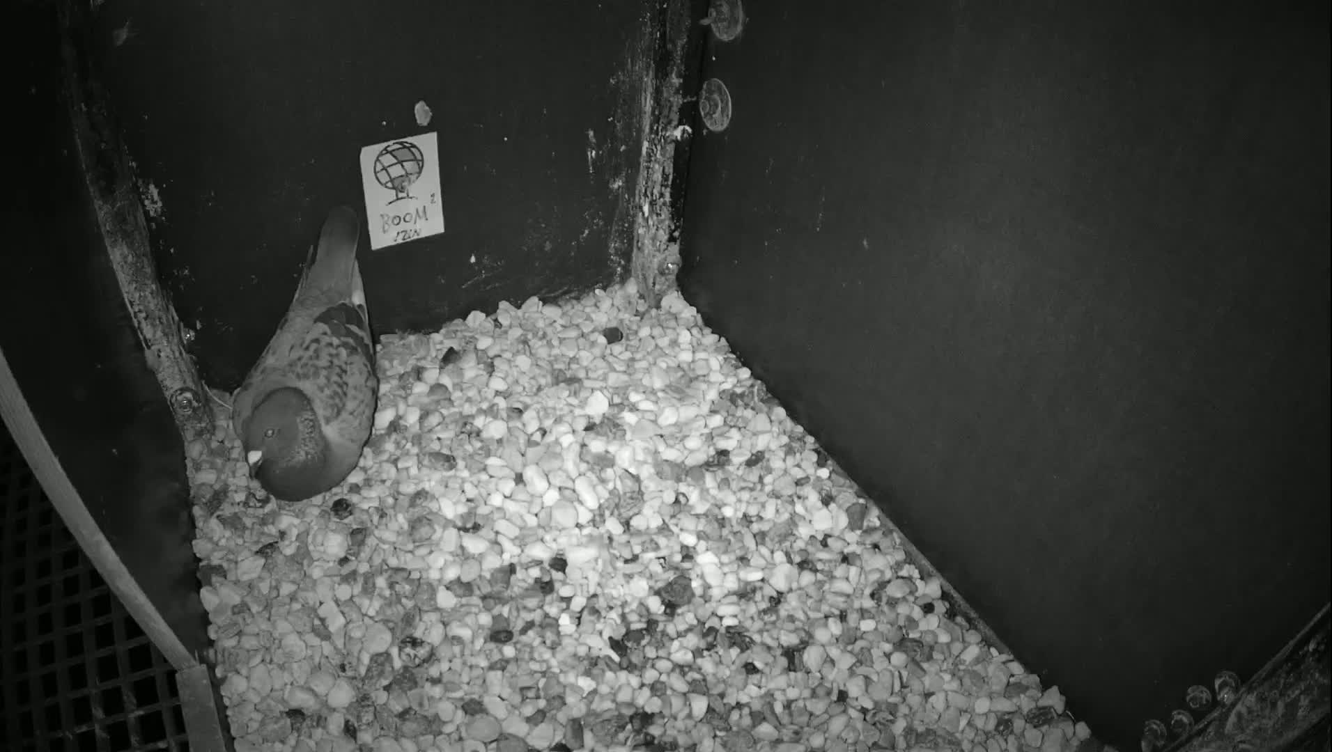 Virginie Lovelingge bouw (Virginie Loveling building) Inside Bird Nest Live Cam - Gent (Ghend-Gand), East Flanders (Flandre-Orientale), Flemish (Flamande), Belgium