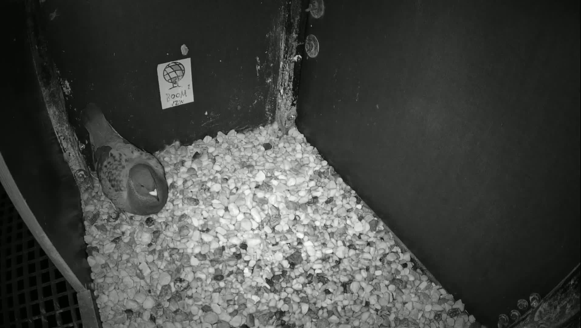 Virginie Lovelingge bouw (Virginie Loveling building) Inside Bird Nest Live Cam - Gent (Ghend-Gand), East Flanders (Flandre-Orientale), Flemish (Flamande), Belgium