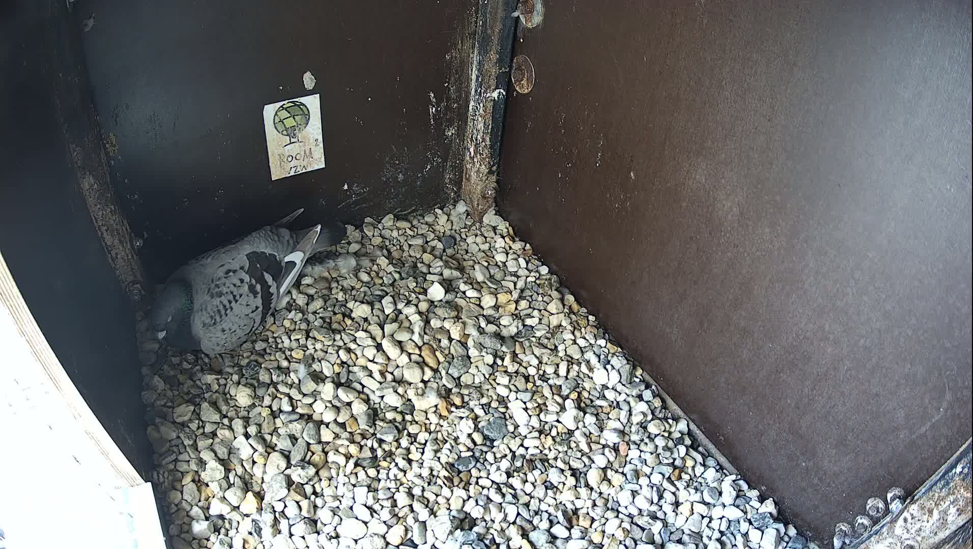 Virginie Lovelingge bouw (Virginie Loveling building) Inside Bird Nest Live Cam - Gent (Ghend-Gand), East Flanders (Flandre-Orientale), Flemish (Flamande), Belgium