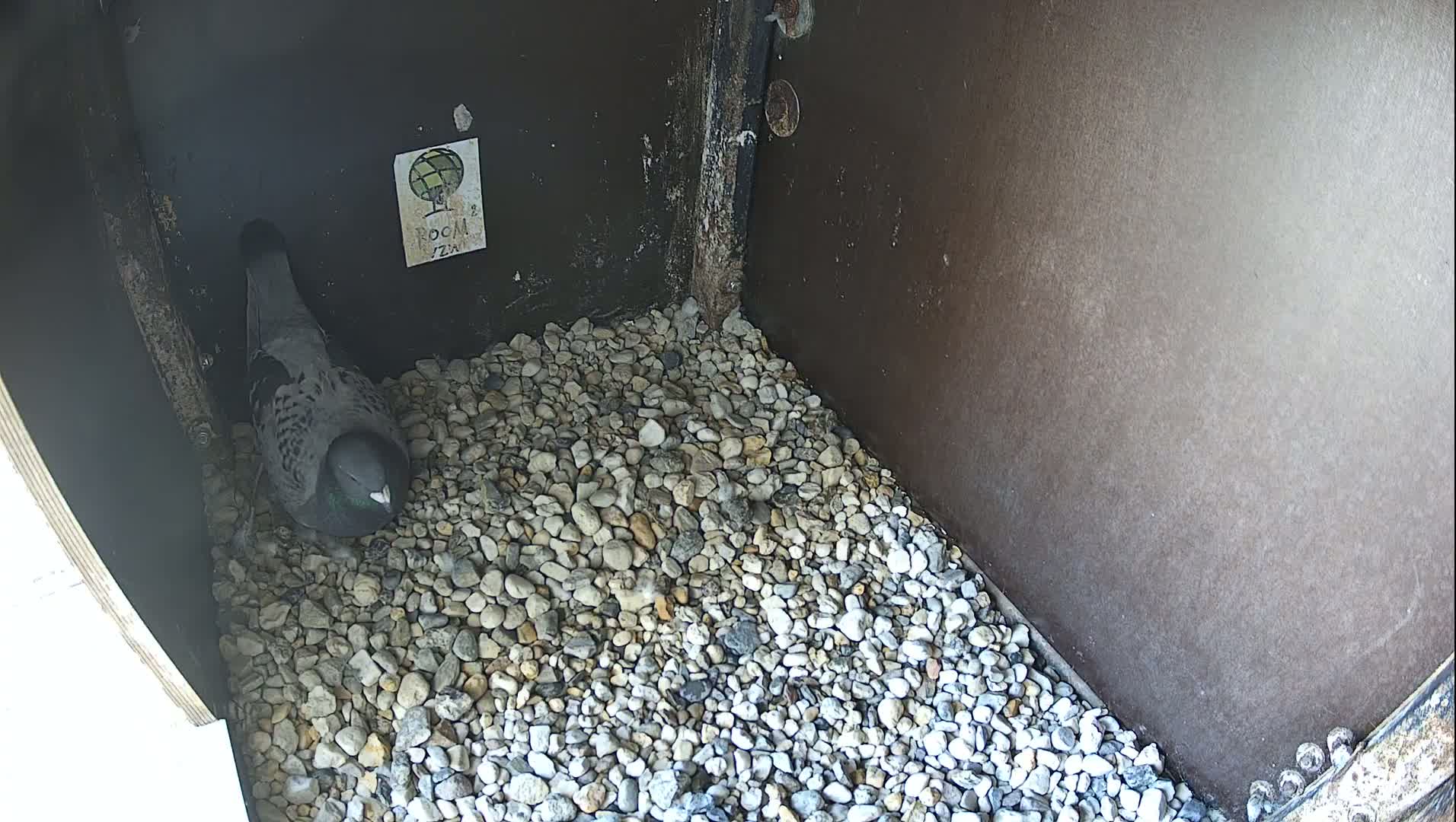 Virginie Lovelingge bouw (Virginie Loveling building) Inside Bird Nest Live Cam - Gent (Ghend-Gand), East Flanders (Flandre-Orientale), Flemish (Flamande), Belgium