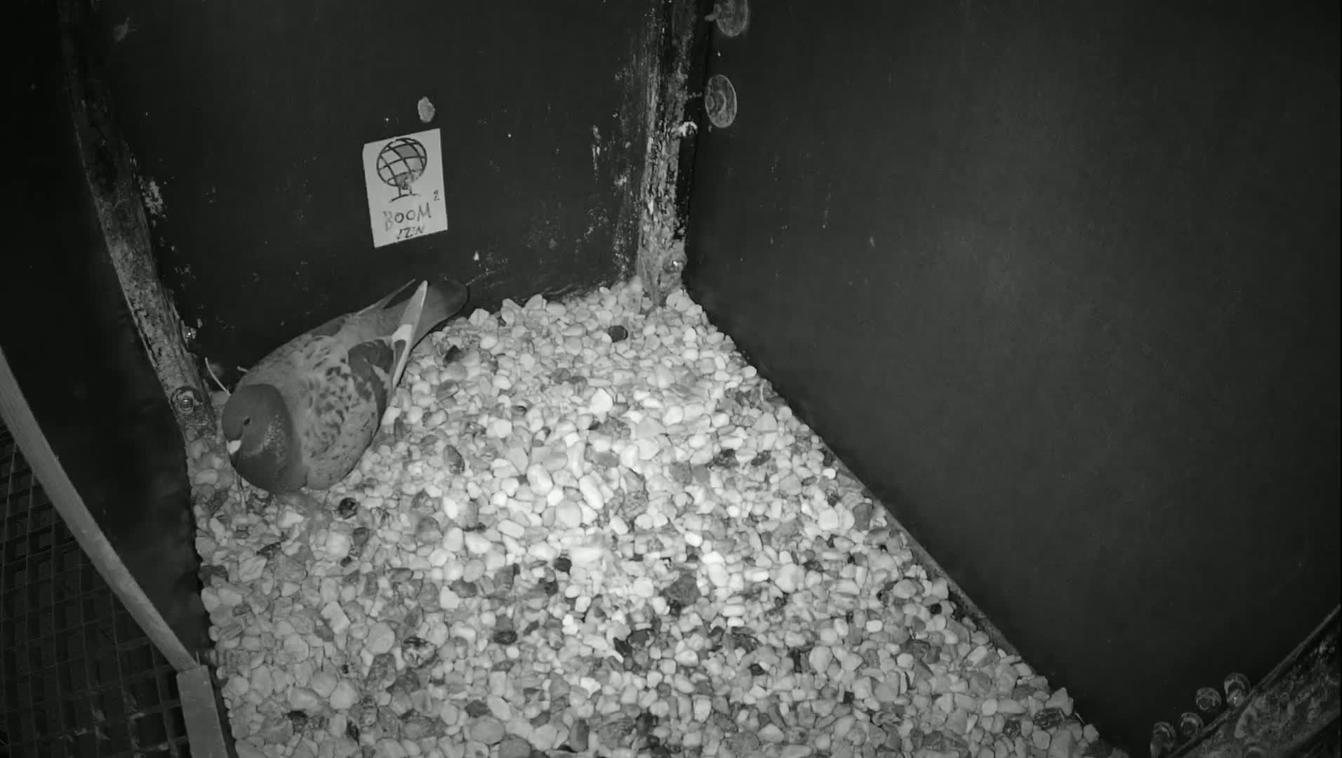 Virginie Lovelingge bouw (Virginie Loveling building) Inside Bird Nest Live Cam - Gent (Ghend-Gand), East Flanders (Flandre-Orientale), Flemish (Flamande), Belgium