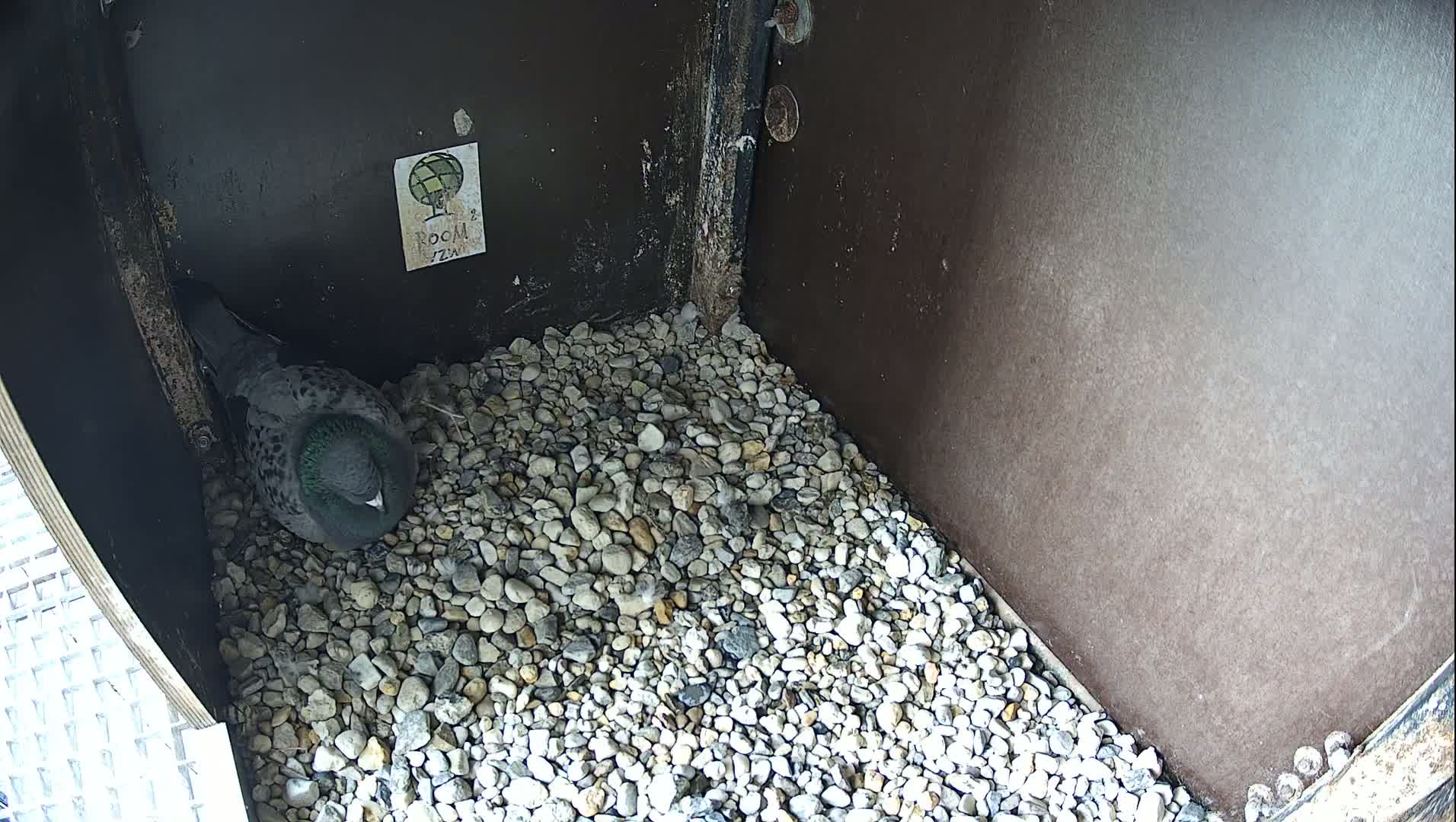 Virginie Lovelingge bouw (Virginie Loveling building) Inside Bird Nest Live Cam - Gent (Ghend-Gand), East Flanders (Flandre-Orientale), Flemish (Flamande), Belgium