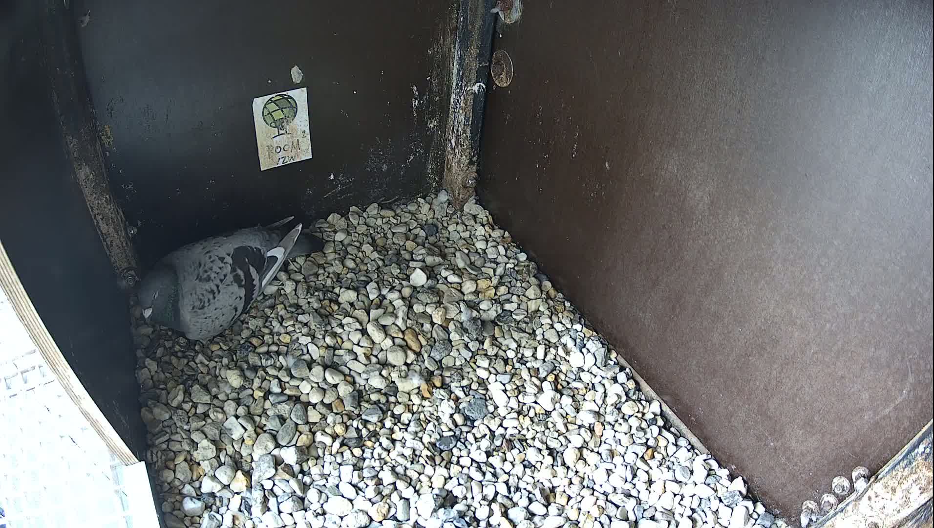 Virginie Lovelingge bouw (Virginie Loveling building) Inside Bird Nest Live Cam - Gent (Ghend-Gand), East Flanders (Flandre-Orientale), Flemish (Flamande), Belgium