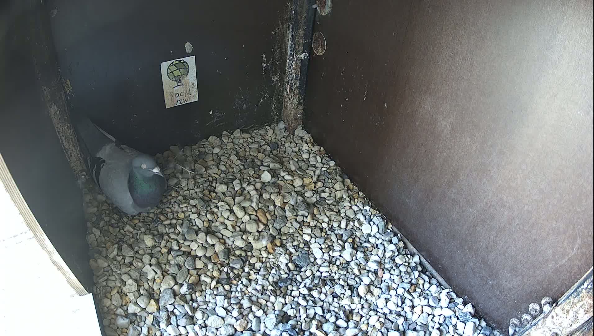 Virginie Lovelingge bouw (Virginie Loveling building) Inside Bird Nest Live Cam - Gent (Ghend-Gand), East Flanders (Flandre-Orientale), Flemish (Flamande), Belgium