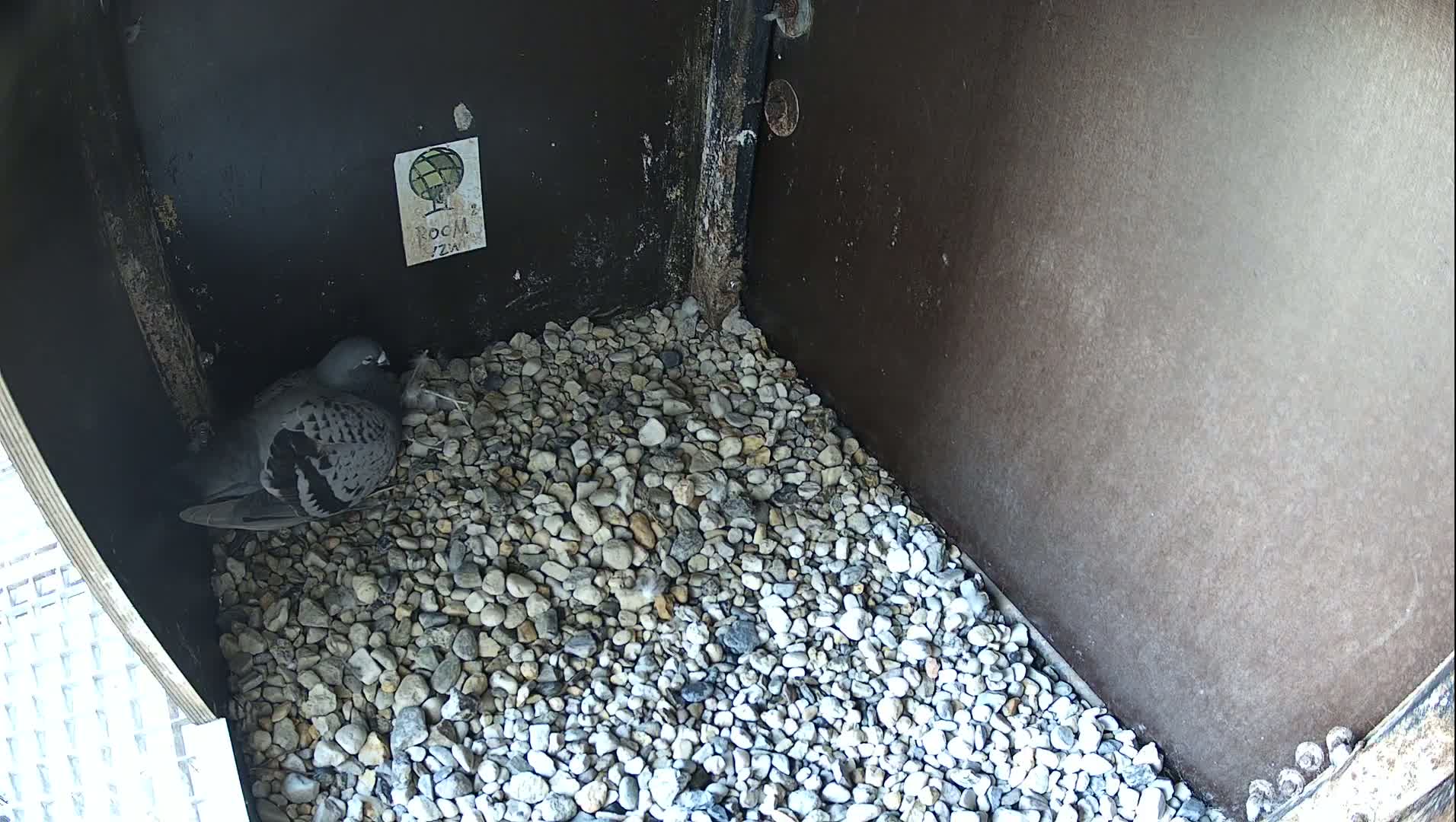 Virginie Lovelingge bouw (Virginie Loveling building) Inside Bird Nest Live Cam - Gent (Ghend-Gand), East Flanders (Flandre-Orientale), Flemish (Flamande), Belgium