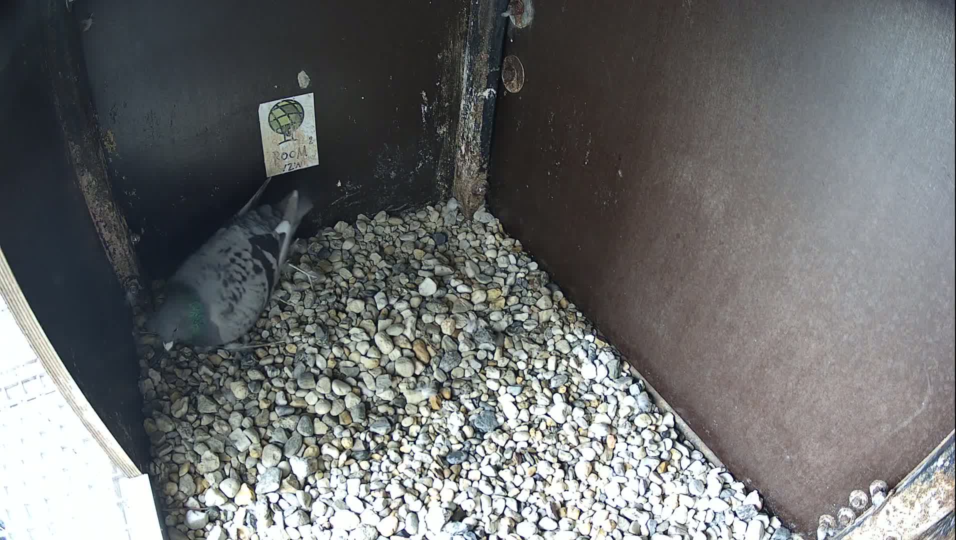 A pigeon stands on a bed of small, light-colored stones inside a dark-colored, box-like structure.