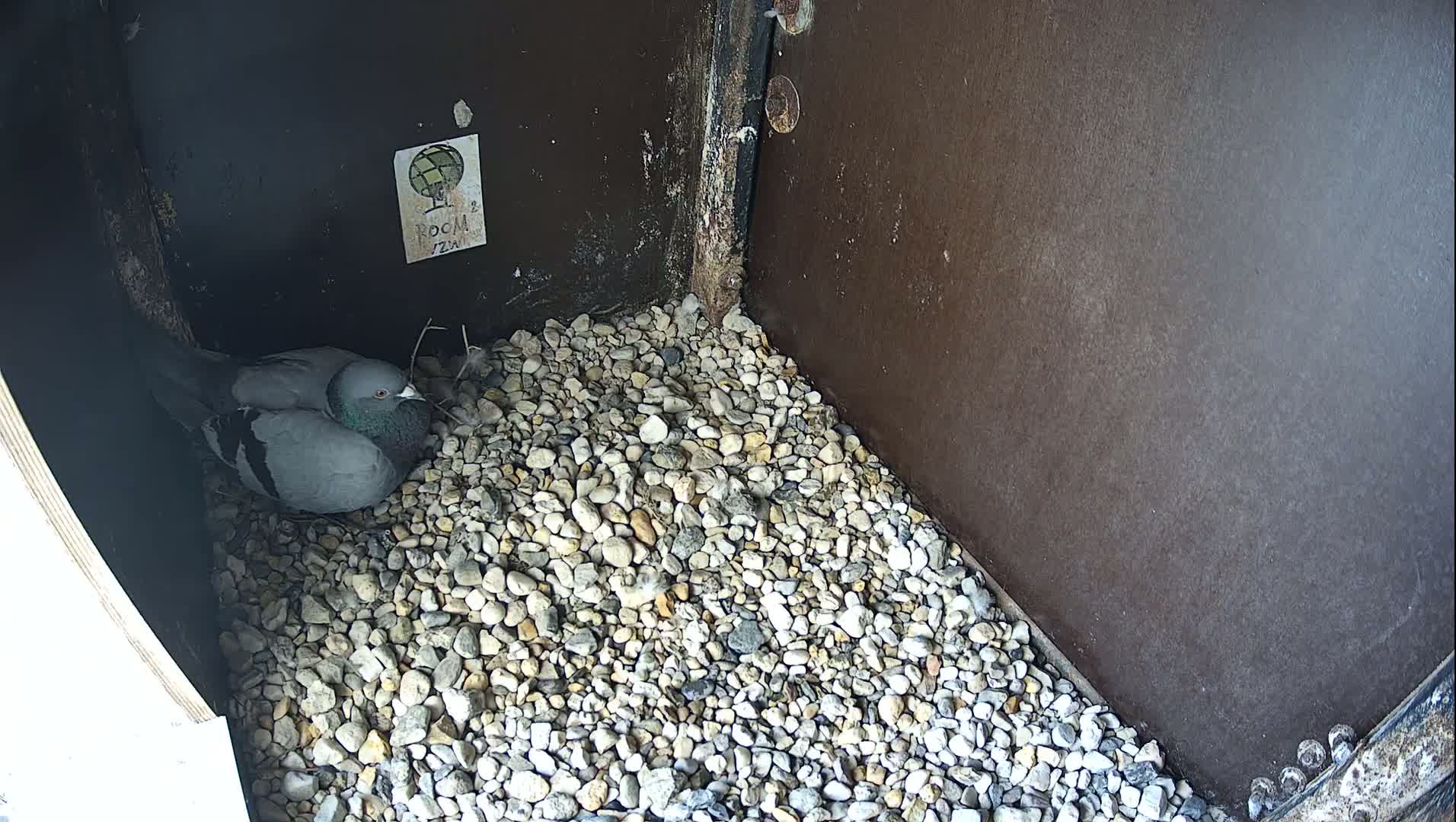 Virginie Lovelingge bouw (Virginie Loveling building) Inside Bird Nest Live Cam - Gent (Ghend-Gand), East Flanders (Flandre-Orientale), Flemish (Flamande), Belgium