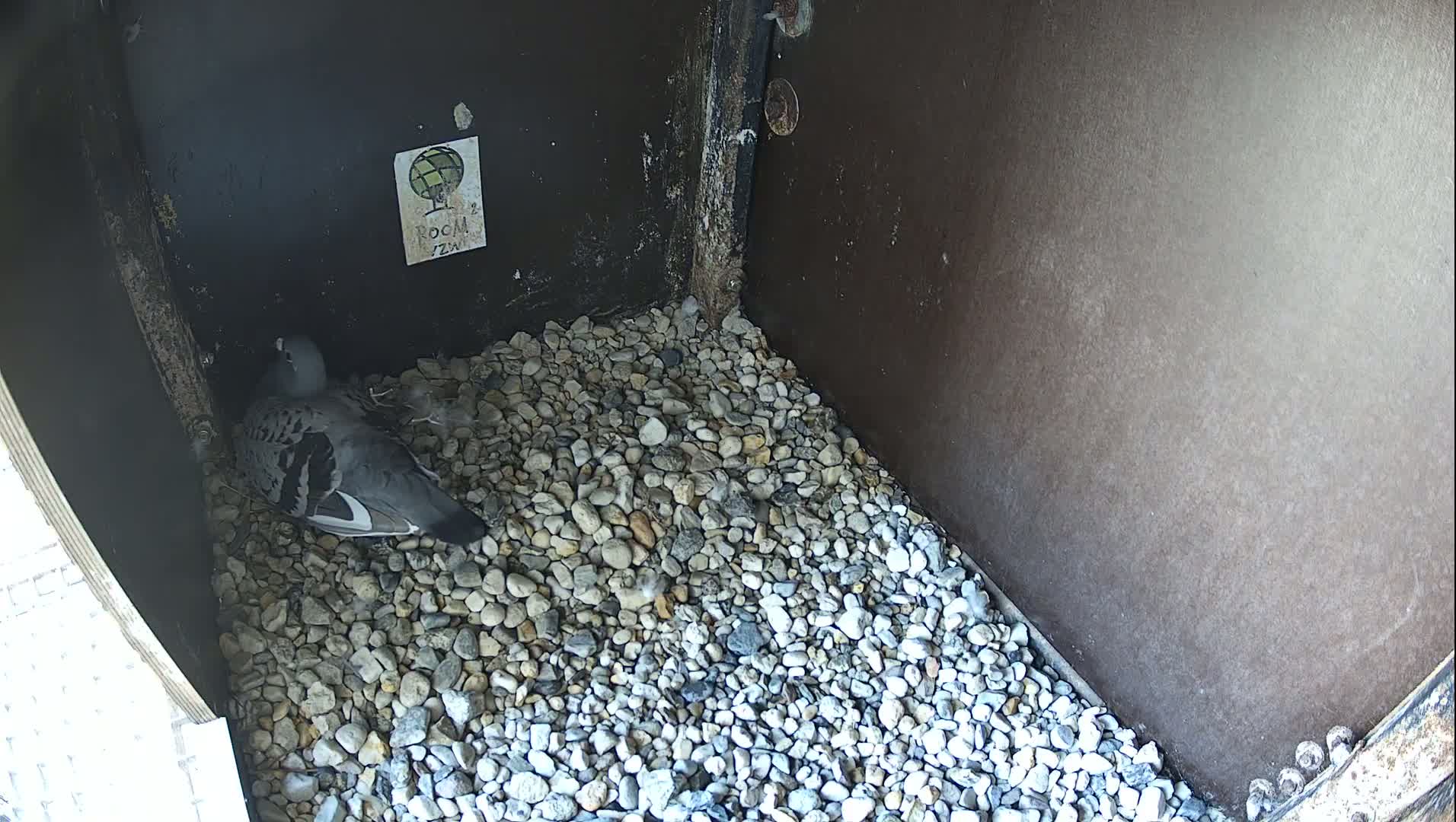 Virginie Lovelingge bouw (Virginie Loveling building) Inside Bird Nest Live Cam - Gent (Ghend-Gand), East Flanders (Flandre-Orientale), Flemish (Flamande), Belgium