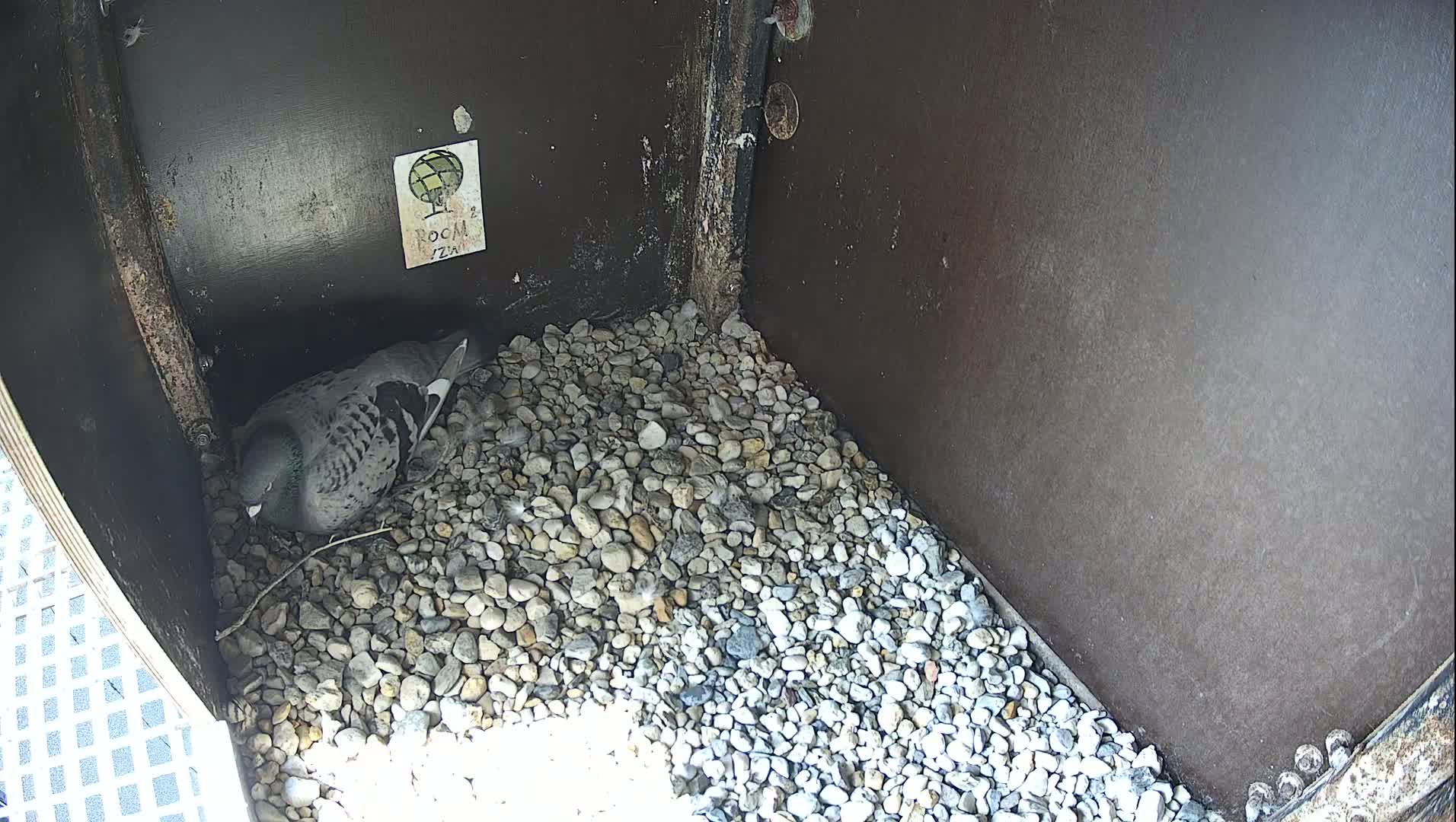A pigeon stands on a bed of small, light-colored stones inside a dark-colored, box-like structure.
