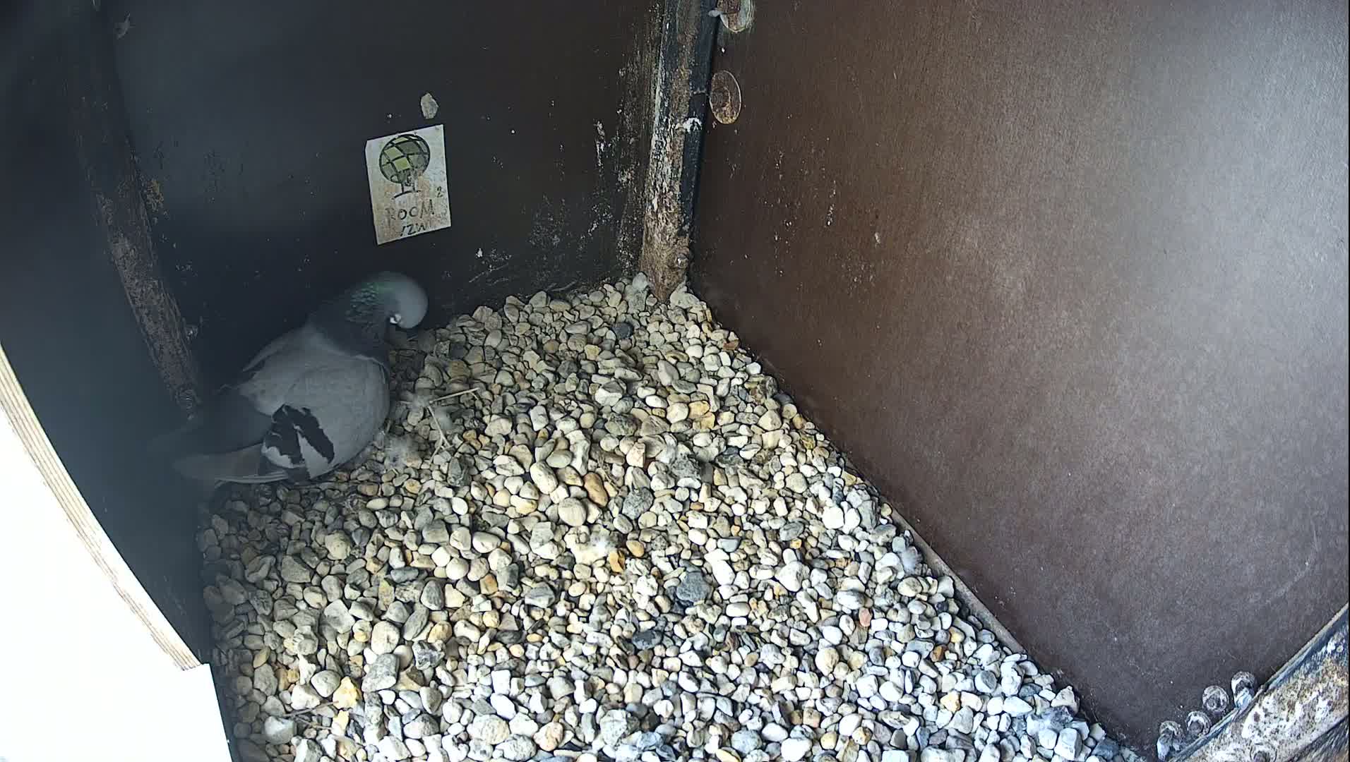 Virginie Lovelingge bouw (Virginie Loveling building) Inside Bird Nest Live Cam - Gent (Ghend-Gand), East Flanders (Flandre-Orientale), Flemish (Flamande), Belgium