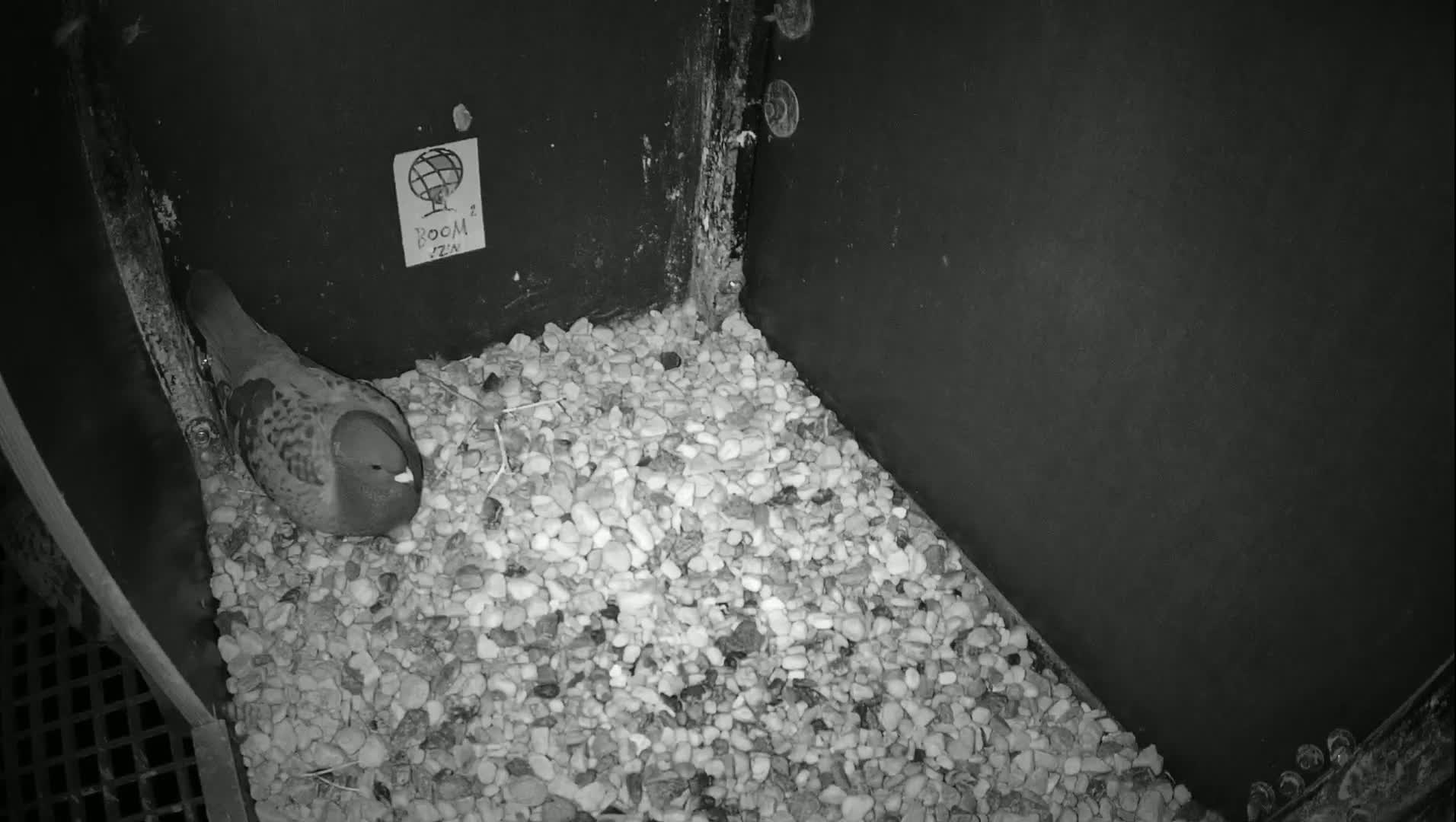 Virginie Lovelingge bouw (Virginie Loveling building) Inside Bird Nest Live Cam - Gent (Ghend-Gand), East Flanders (Flandre-Orientale), Flemish (Flamande), Belgium