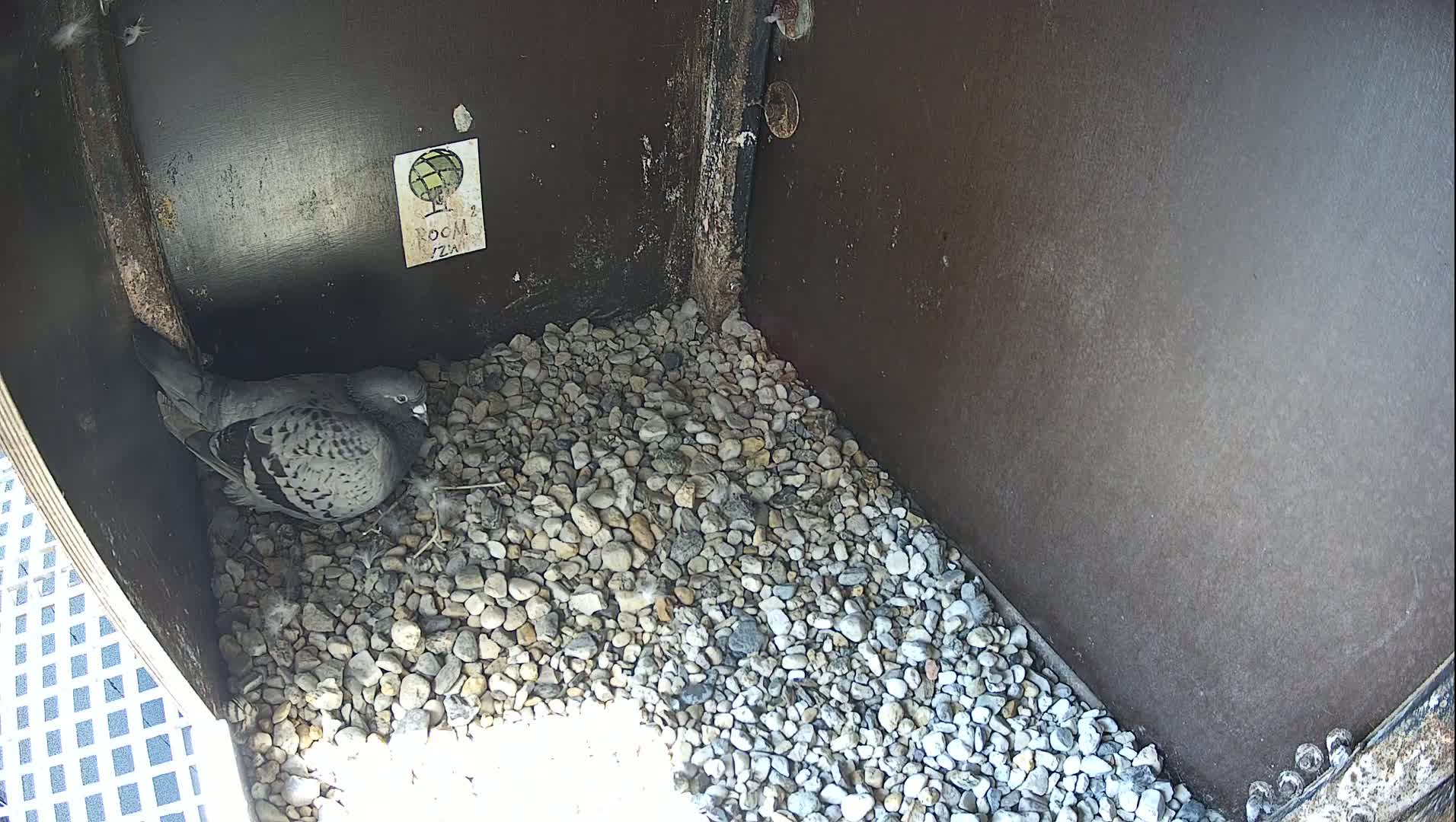 Virginie Lovelingge bouw (Virginie Loveling building) Inside Bird Nest Live Cam - Gent (Ghend-Gand), East Flanders (Flandre-Orientale), Flemish (Flamande), Belgium