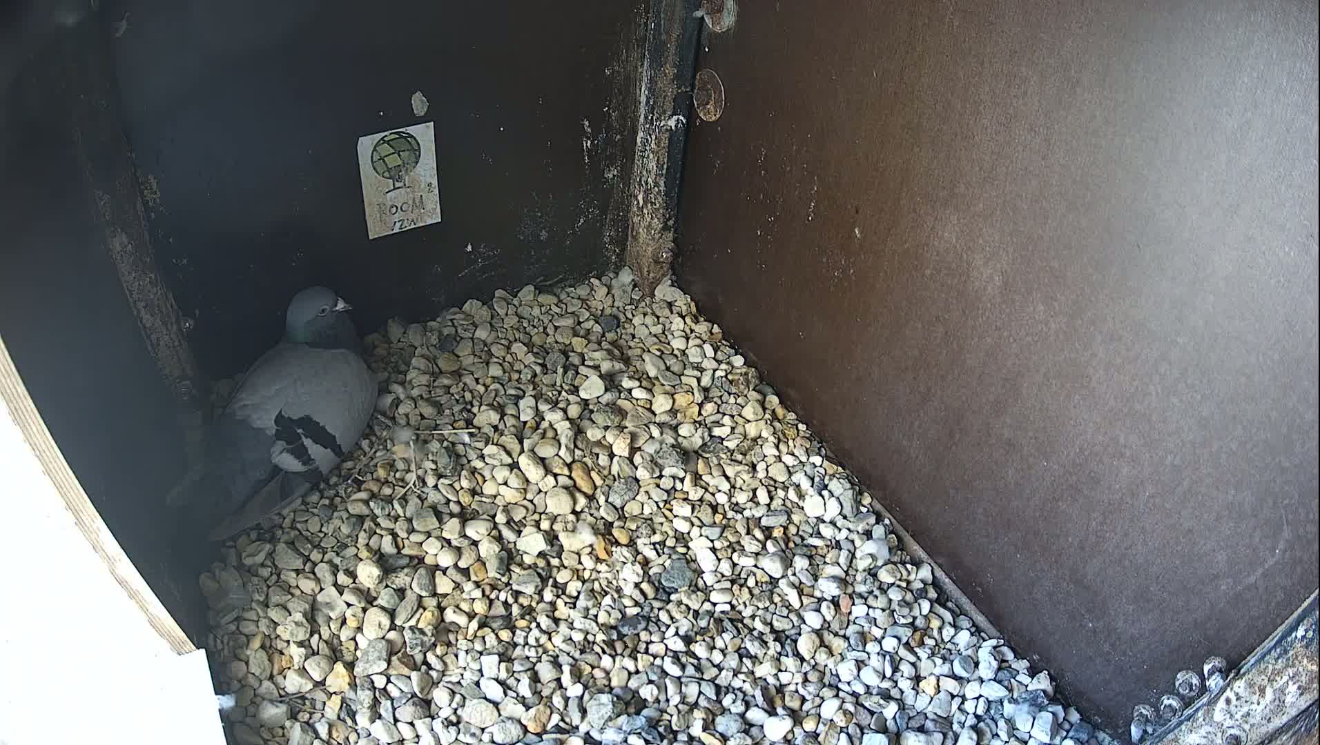 Virginie Lovelingge bouw (Virginie Loveling building) Inside Bird Nest Live Cam - Gent (Ghend-Gand), East Flanders (Flandre-Orientale), Flemish (Flamande), Belgium