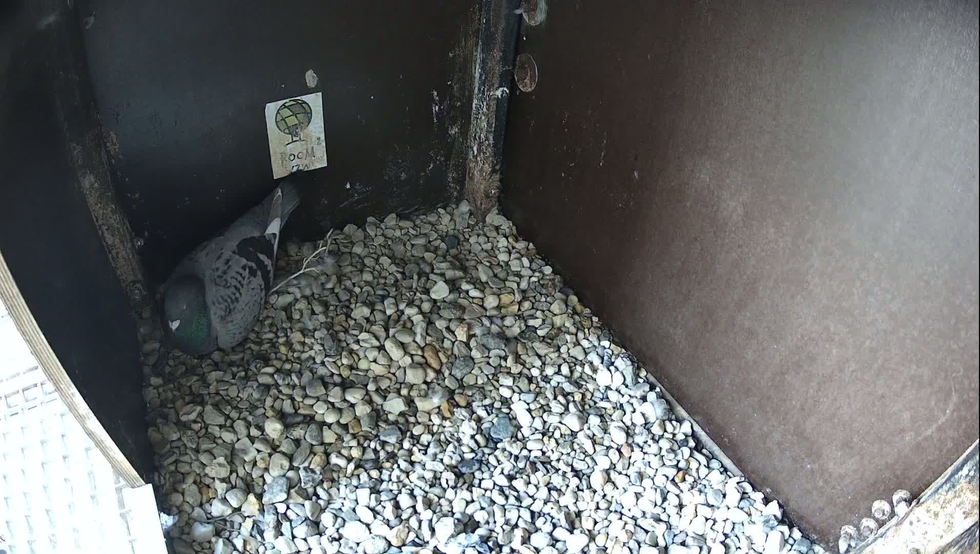Virginie Lovelingge bouw (Virginie Loveling building) Inside Bird Nest Live Cam - Gent (Ghend-Gand), East Flanders (Flandre-Orientale), Flemish (Flamande), Belgium