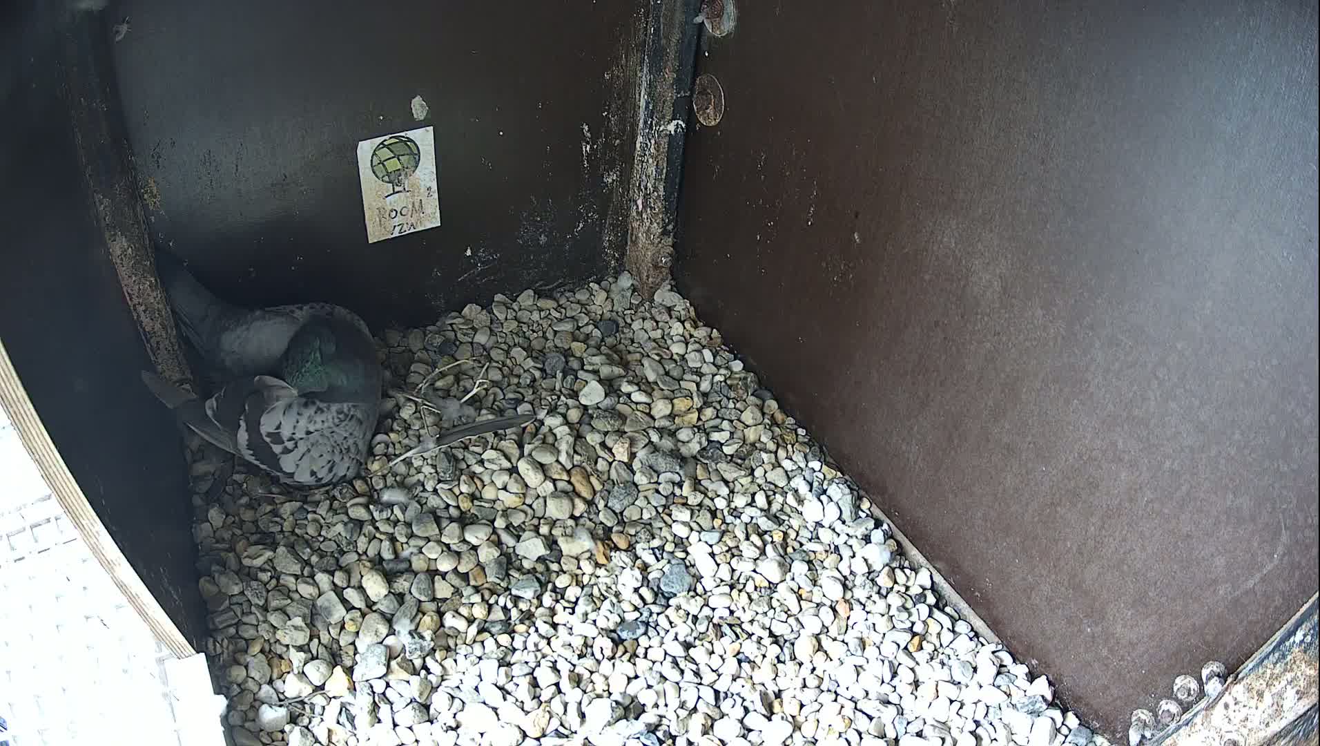 Virginie Lovelingge bouw (Virginie Loveling building) Inside Bird Nest Live Cam - Gent (Ghend-Gand), East Flanders (Flandre-Orientale), Flemish (Flamande), Belgium