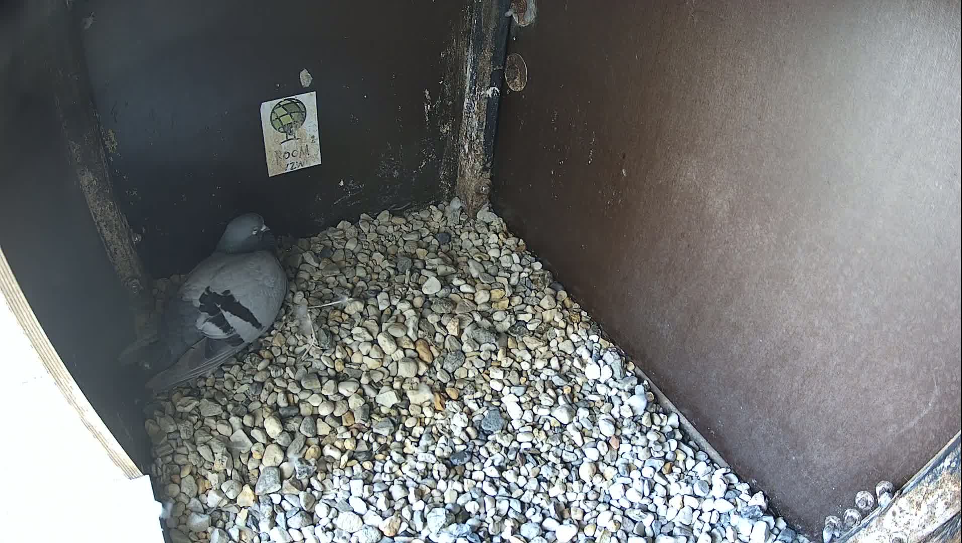 Virginie Lovelingge bouw (Virginie Loveling building) Inside Bird Nest Live Cam - Gent (Ghend-Gand), East Flanders (Flandre-Orientale), Flemish (Flamande), Belgium