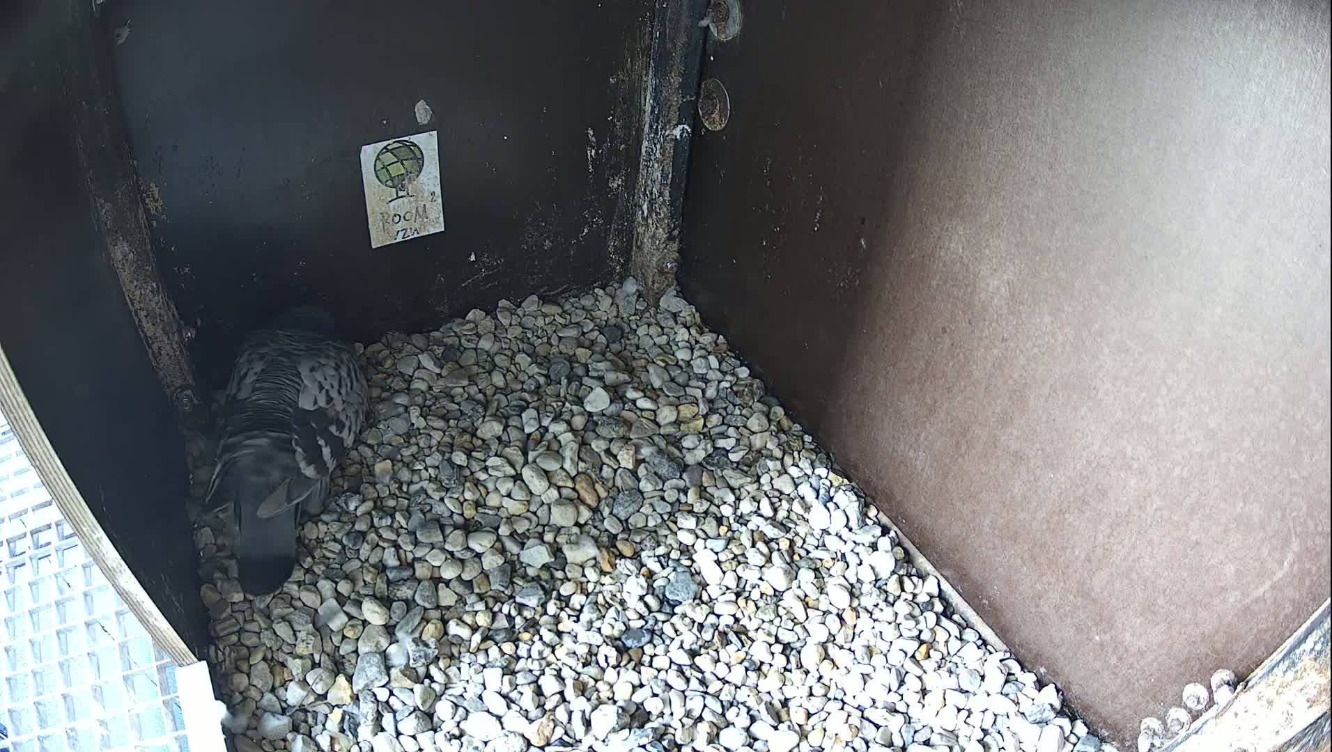 Virginie Lovelingge bouw (Virginie Loveling building) Inside Bird Nest Live Cam - Gent (Ghend-Gand), East Flanders (Flandre-Orientale), Flemish (Flamande), Belgium
