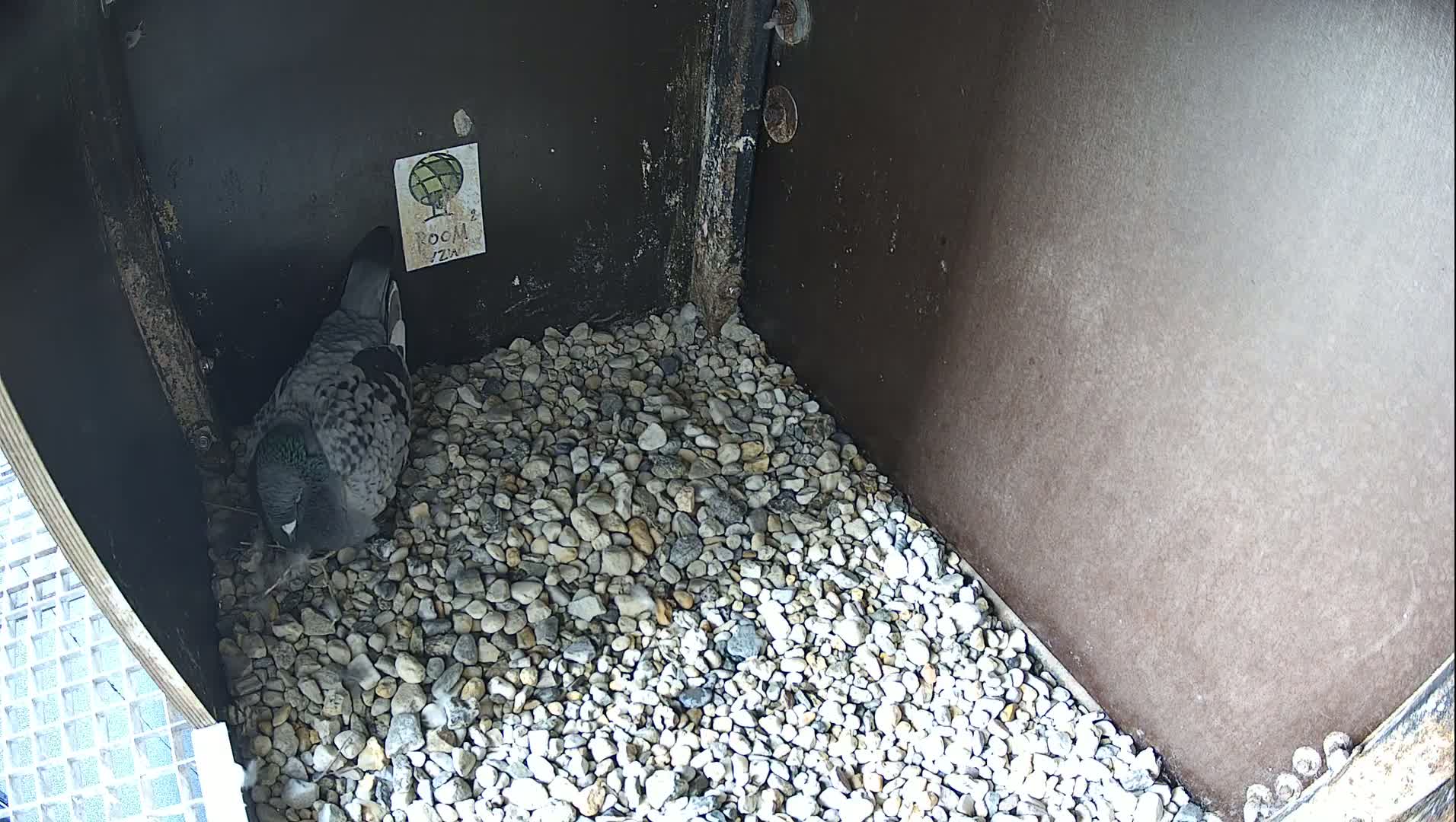 Virginie Lovelingge bouw (Virginie Loveling building) Inside Bird Nest Live Cam - Gent (Ghend-Gand), East Flanders (Flandre-Orientale), Flemish (Flamande), Belgium
