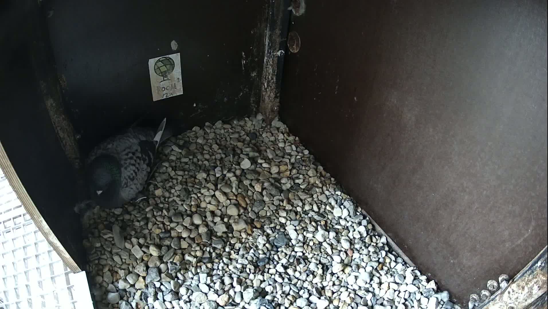 Virginie Lovelingge bouw (Virginie Loveling building) Inside Bird Nest Live Cam - Gent (Ghend-Gand), East Flanders (Flandre-Orientale), Flemish (Flamande), Belgium