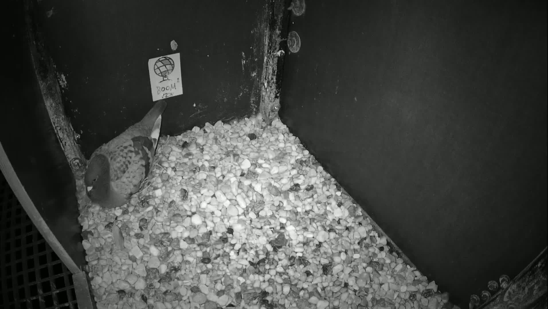Virginie Lovelingge bouw (Virginie Loveling building) Inside Bird Nest Live Cam - Gent (Ghend-Gand), East Flanders (Flandre-Orientale), Flemish (Flamande), Belgium