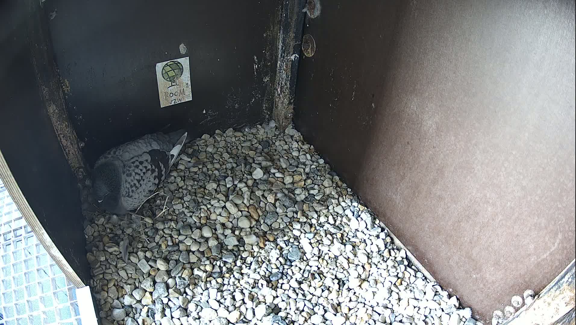 Virginie Lovelingge bouw (Virginie Loveling building) Inside Bird Nest Live Cam - Gent (Ghend-Gand), East Flanders (Flandre-Orientale), Flemish (Flamande), Belgium