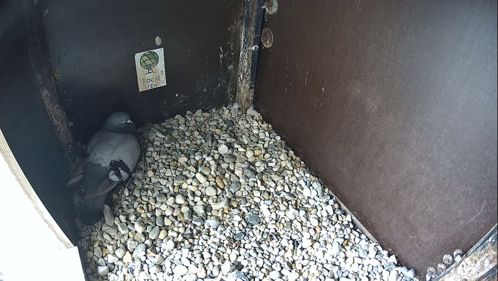 Virginie Lovelingge bouw (Virginie Loveling building) Inside Bird Nest Live Cam - Gent (Ghend-Gand), East Flanders (Flandre-Orientale), Flemish (Flamande), Belgium