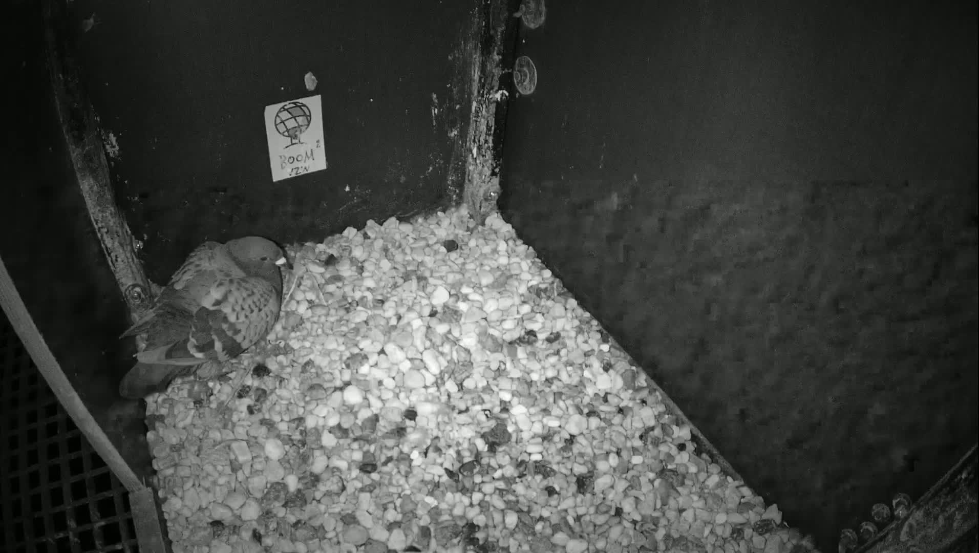 Virginie Lovelingge bouw (Virginie Loveling building) Inside Bird Nest Live Cam - Gent (Ghend-Gand), East Flanders (Flandre-Orientale), Flemish (Flamande), Belgium