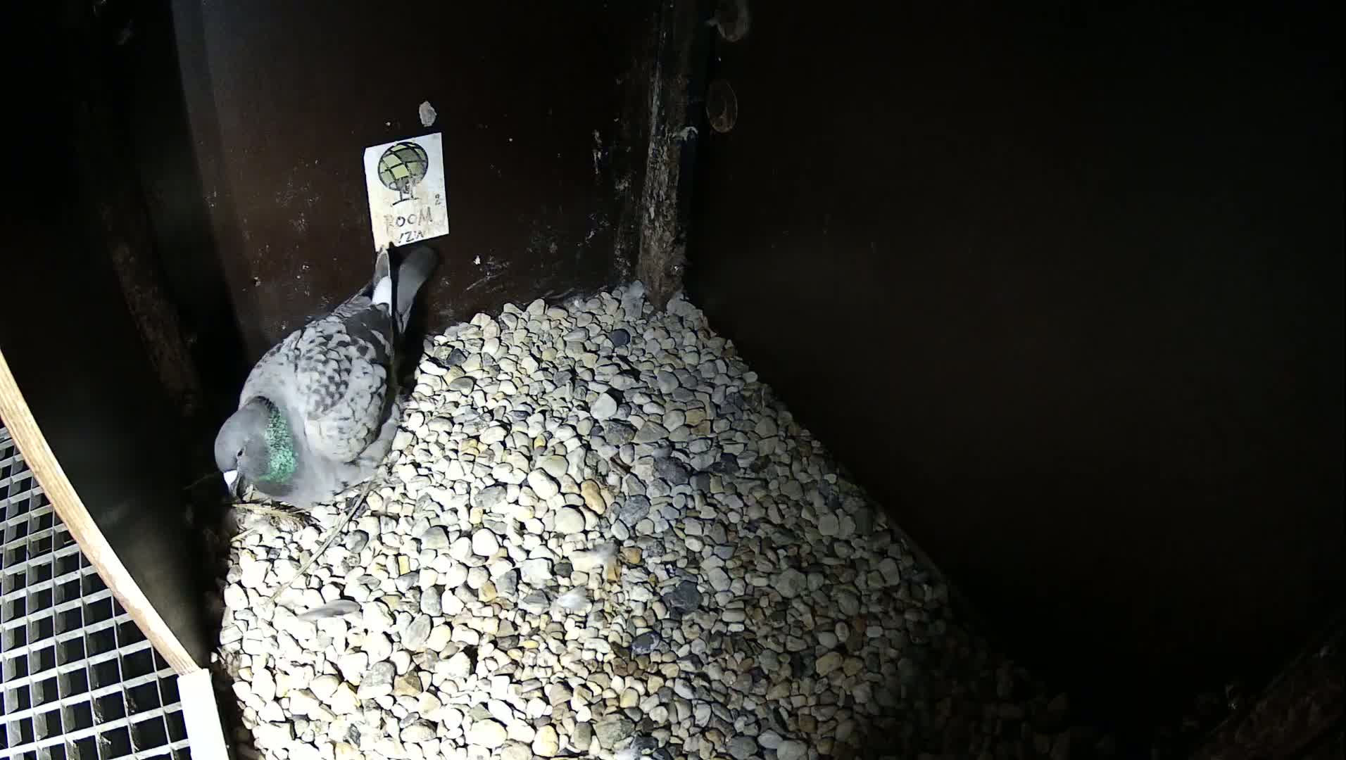 Virginie Lovelingge bouw (Virginie Loveling building) Inside Bird Nest Live Cam - Gent (Ghend-Gand), East Flanders (Flandre-Orientale), Flemish (Flamande), Belgium