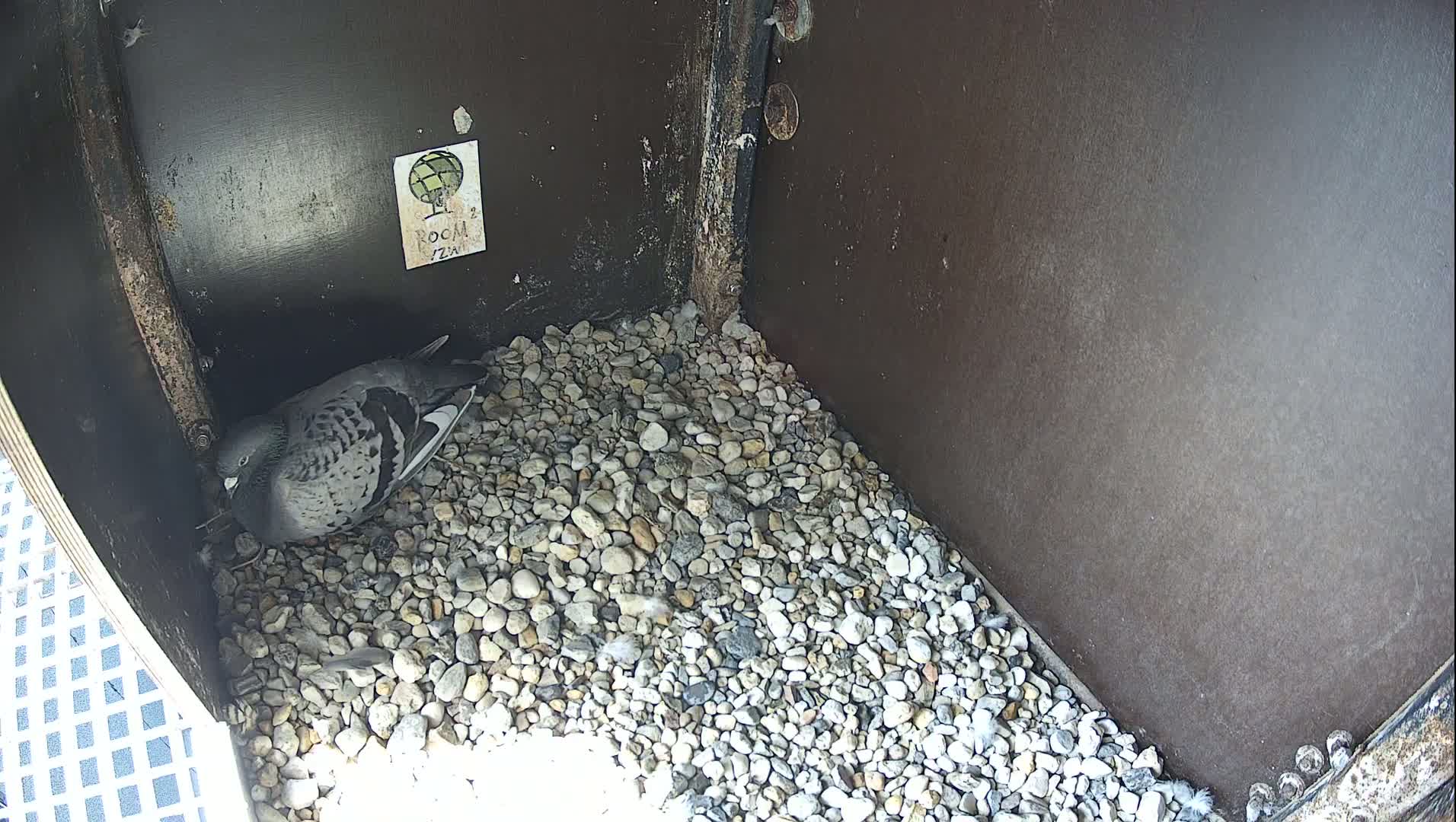 Virginie Lovelingge bouw (Virginie Loveling building) Inside Bird Nest Live Cam - Gent (Ghend-Gand), East Flanders (Flandre-Orientale), Flemish (Flamande), Belgium