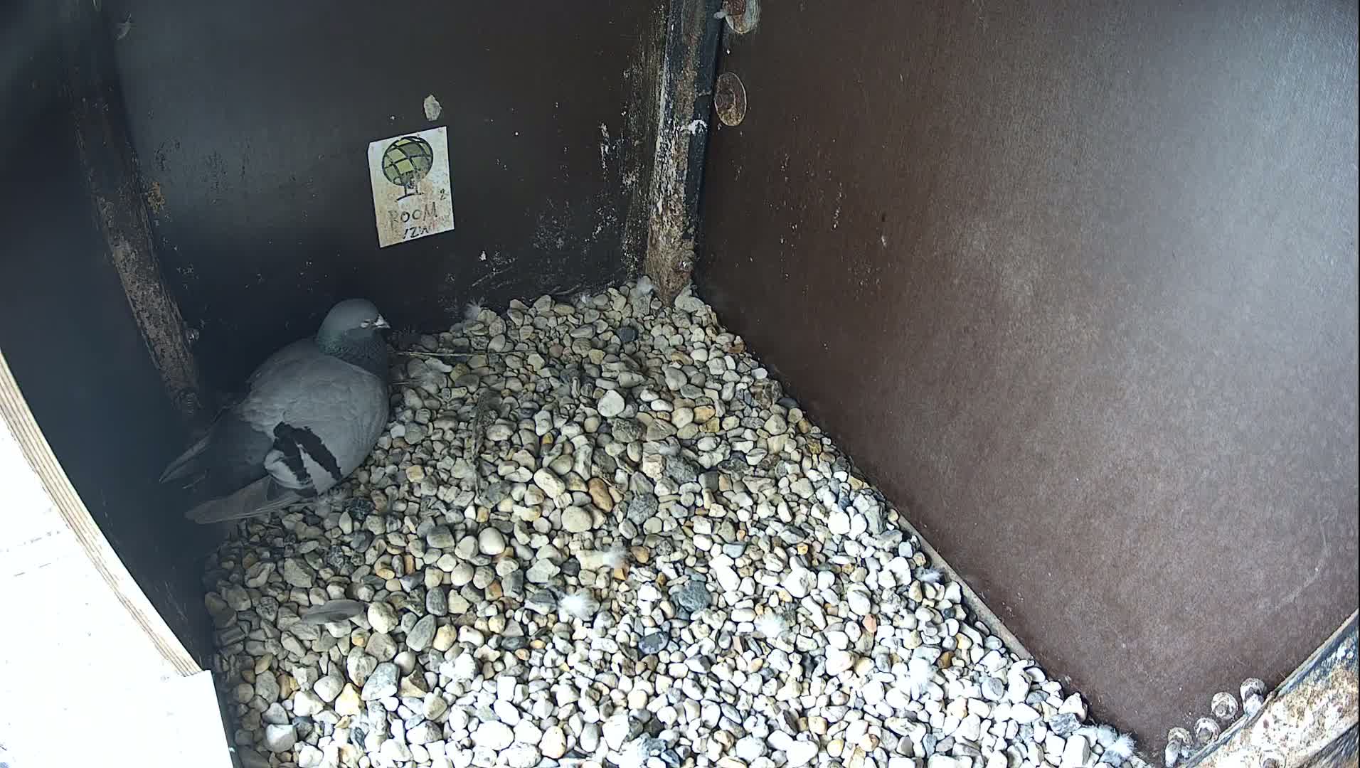 Virginie Lovelingge bouw (Virginie Loveling building) Inside Bird Nest Live Cam - Gent (Ghend-Gand), East Flanders (Flandre-Orientale), Flemish (Flamande), Belgium