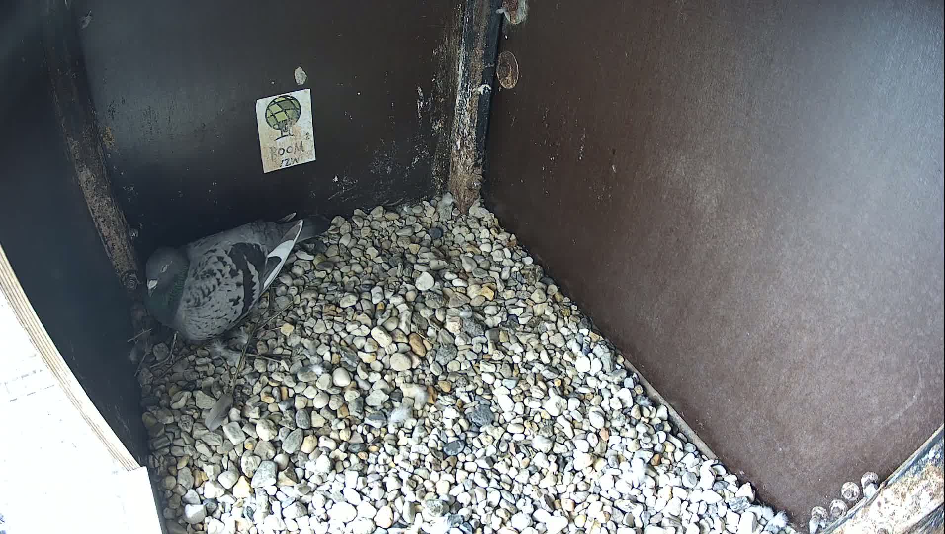 Virginie Lovelingge bouw (Virginie Loveling building) Inside Bird Nest Live Cam - Gent (Ghend-Gand), East Flanders (Flandre-Orientale), Flemish (Flamande), Belgium