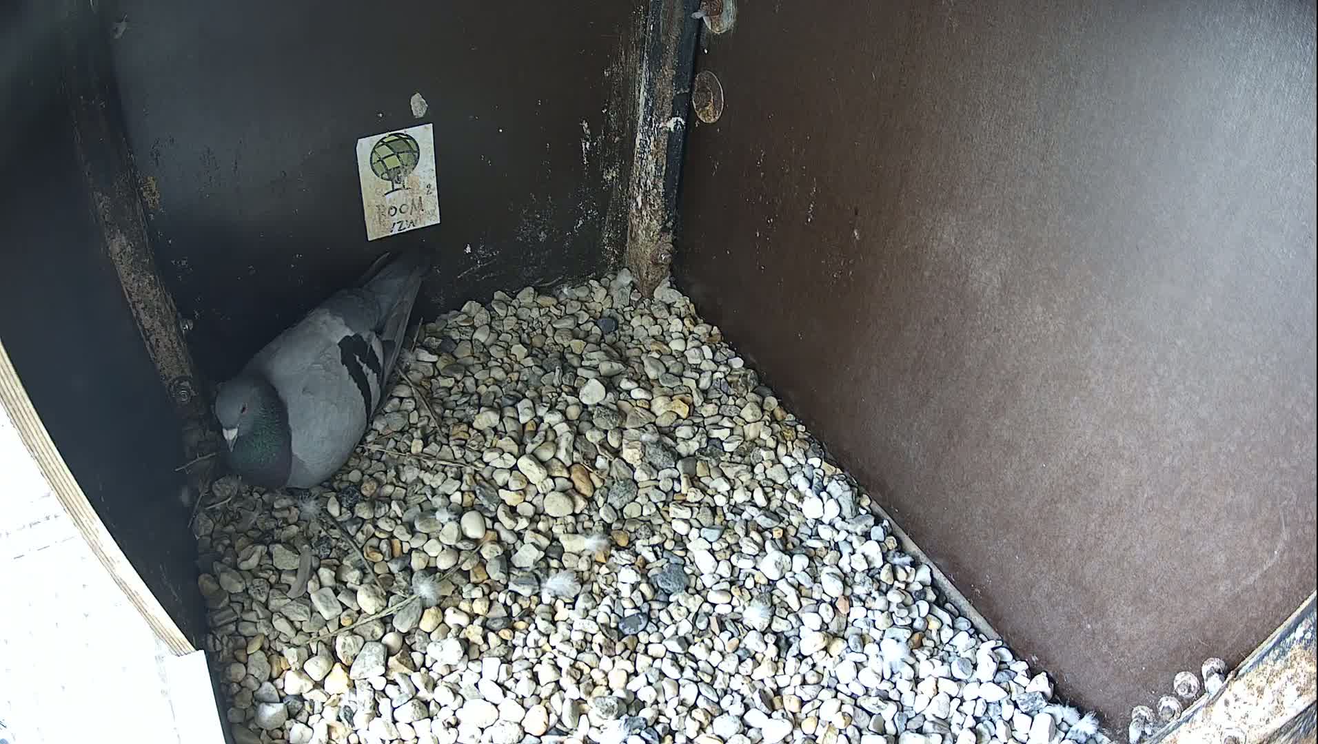 Virginie Lovelingge bouw (Virginie Loveling building) Inside Bird Nest Live Cam - Gent (Ghend-Gand), East Flanders (Flandre-Orientale), Flemish (Flamande), Belgium