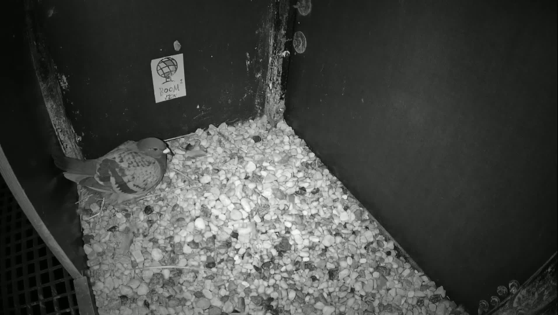 Virginie Lovelingge bouw (Virginie Loveling building) Inside Bird Nest Live Cam - Gent (Ghend-Gand), East Flanders (Flandre-Orientale), Flemish (Flamande), Belgium